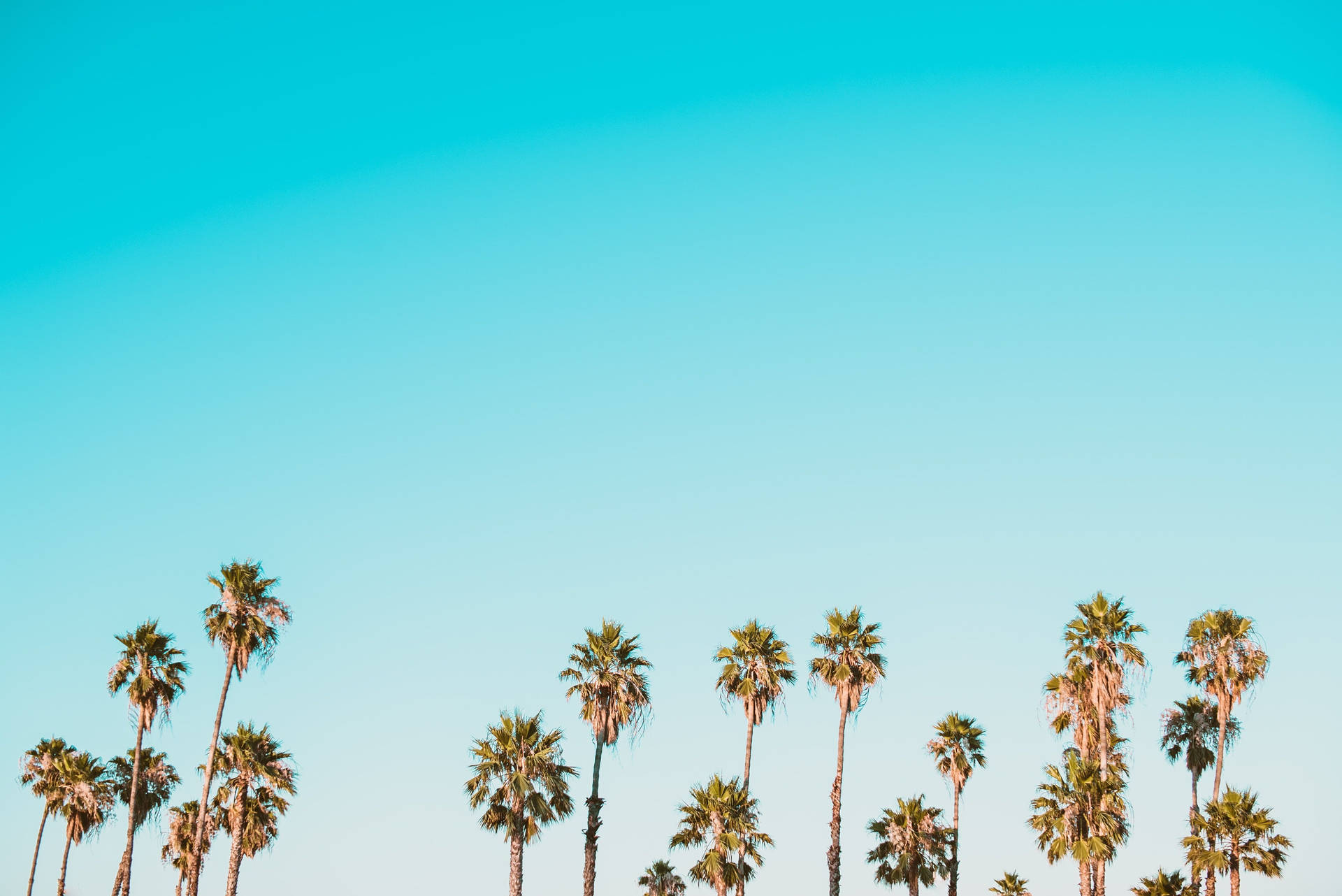 Summer Aesthetic Palm Trees And Sky Background