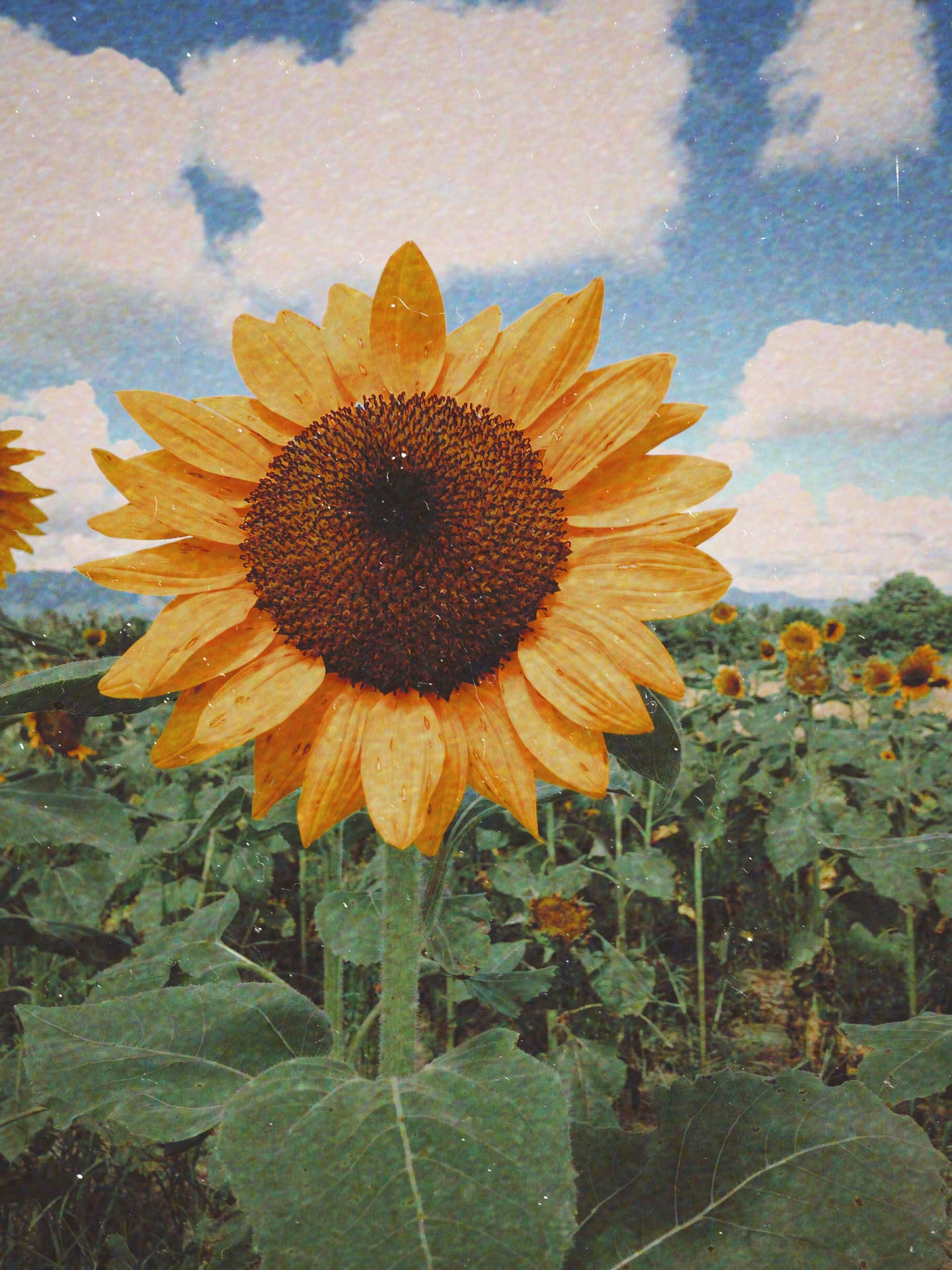 Summer Aesthetic Sunflower
