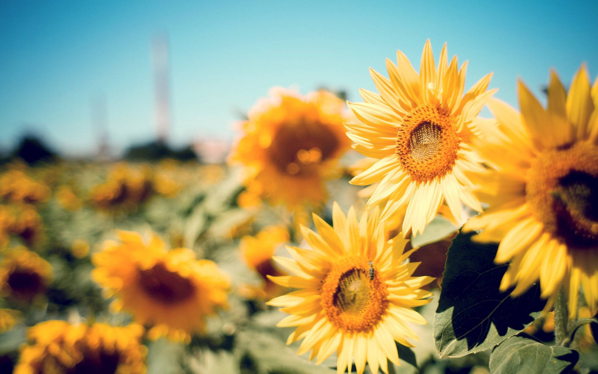 Summer Aesthetic Sunflower Blooms Background