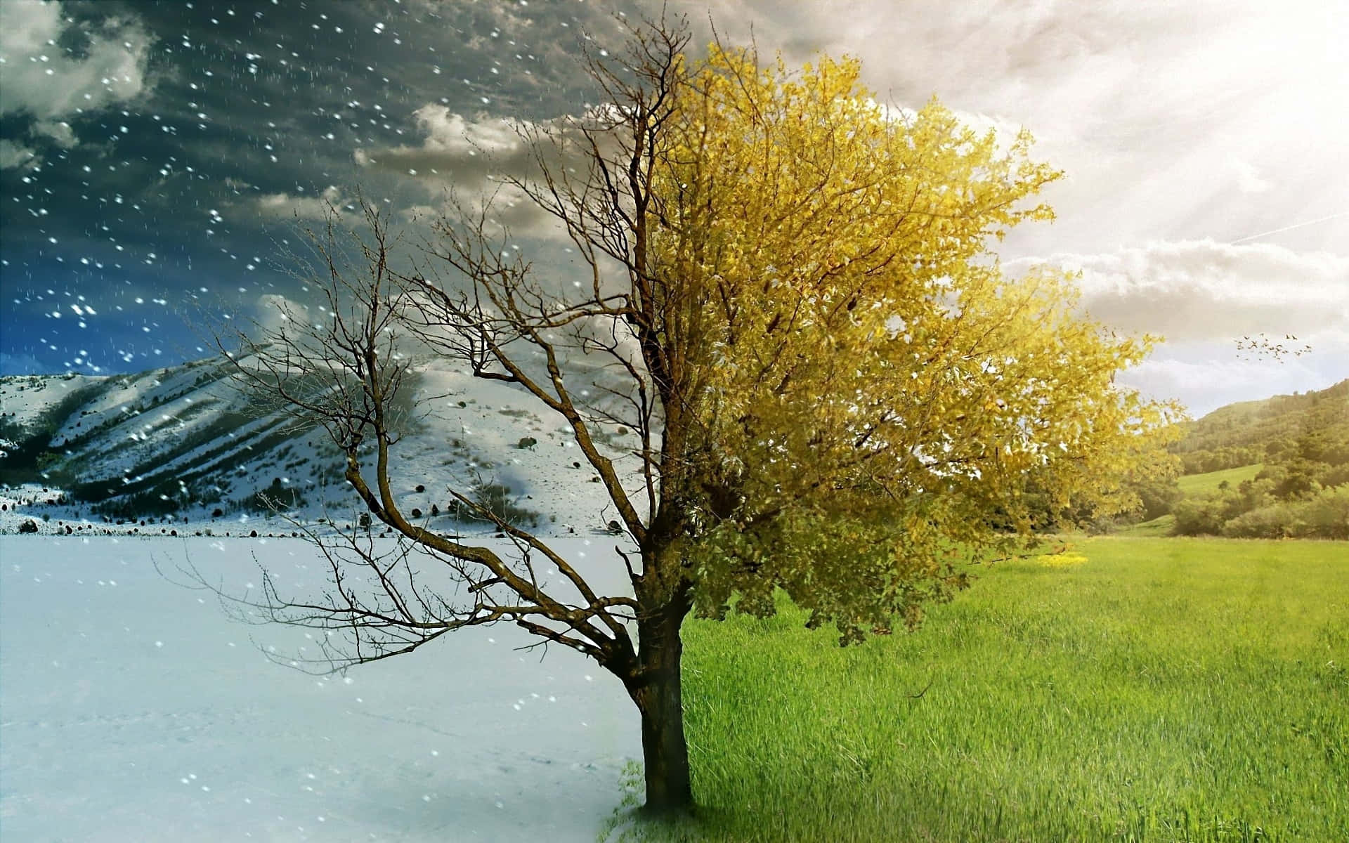 Summer And Winter Season Tree