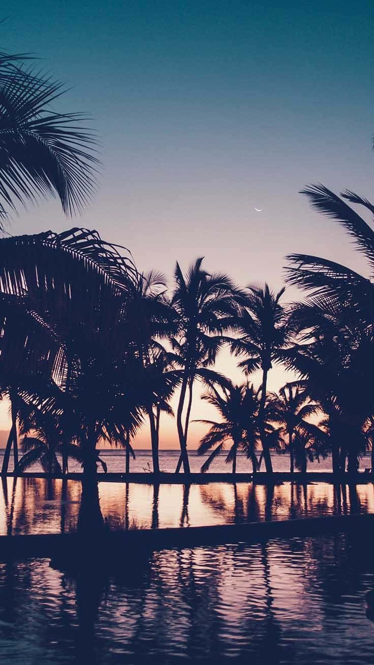 Summer Beach Iphone Palm Three Silhouette Background