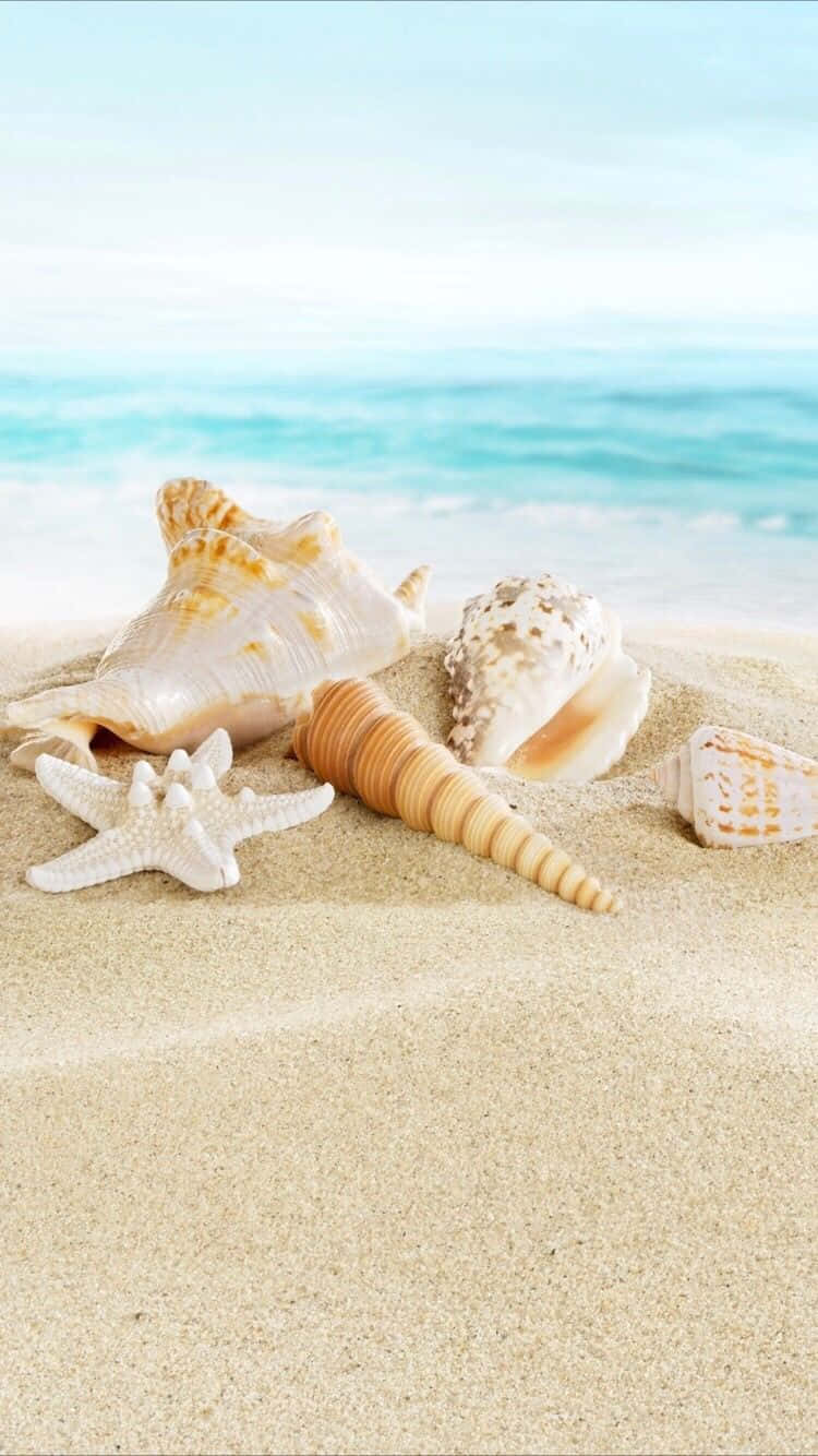 Summer Beach Iphone Seashells Background