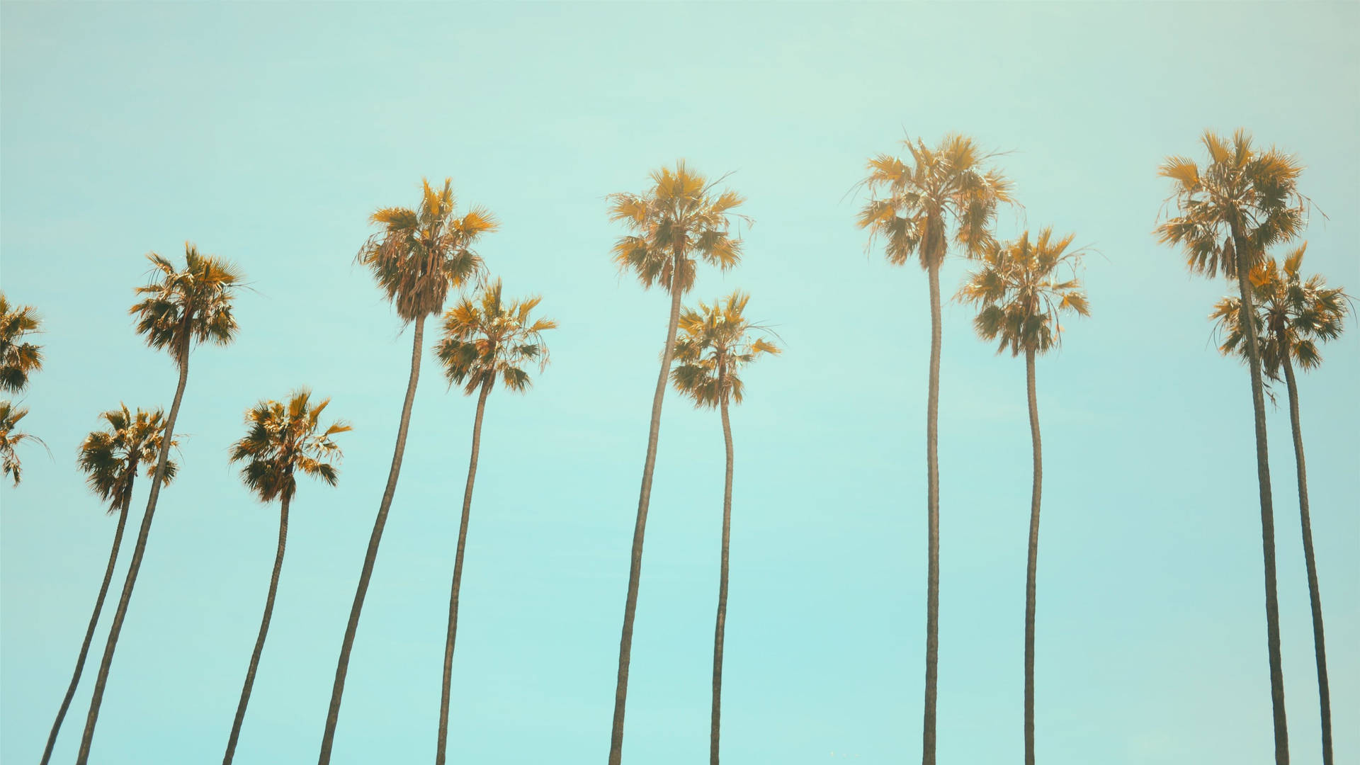 Summer Coconut Trees Background