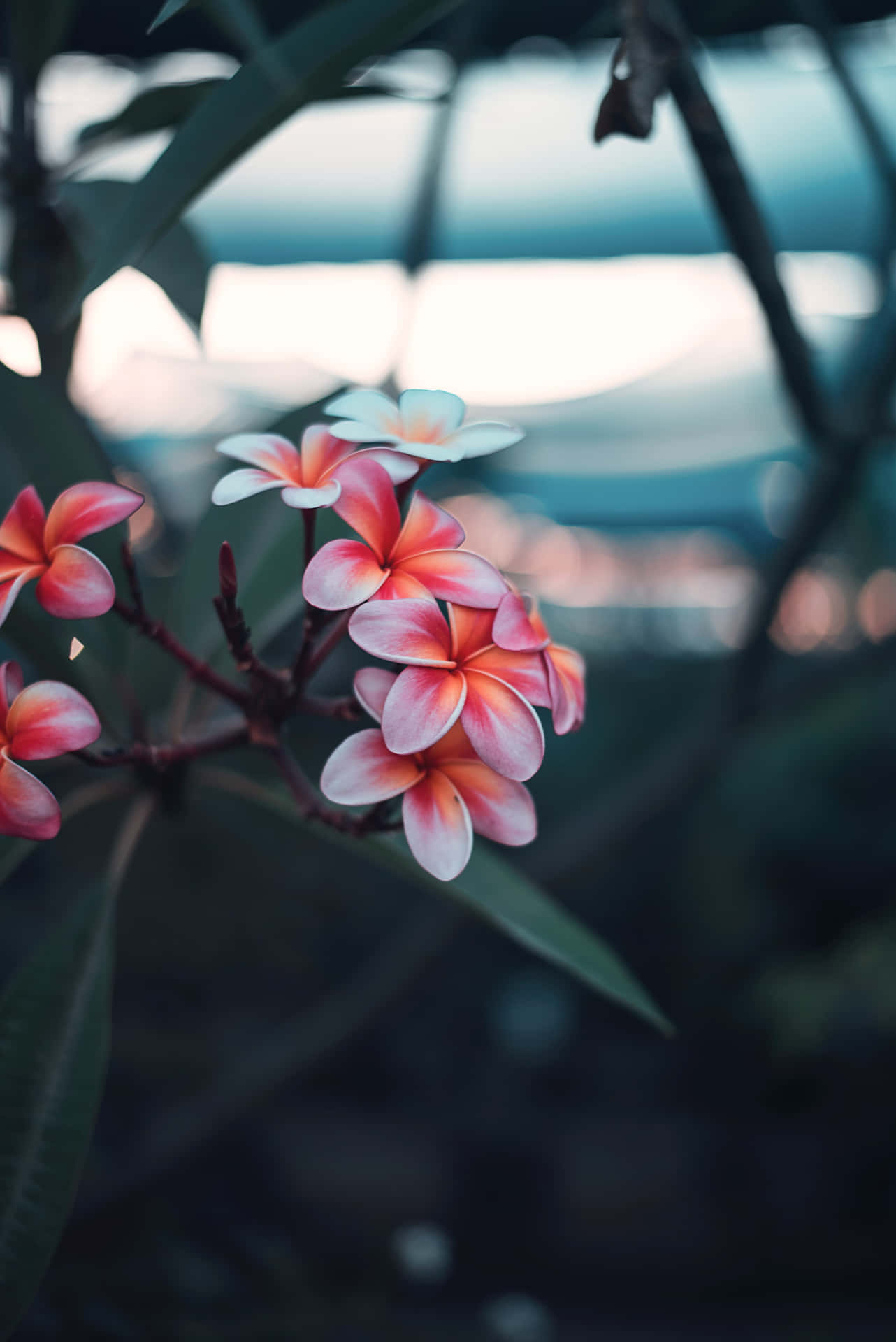 Summer Cute Flower