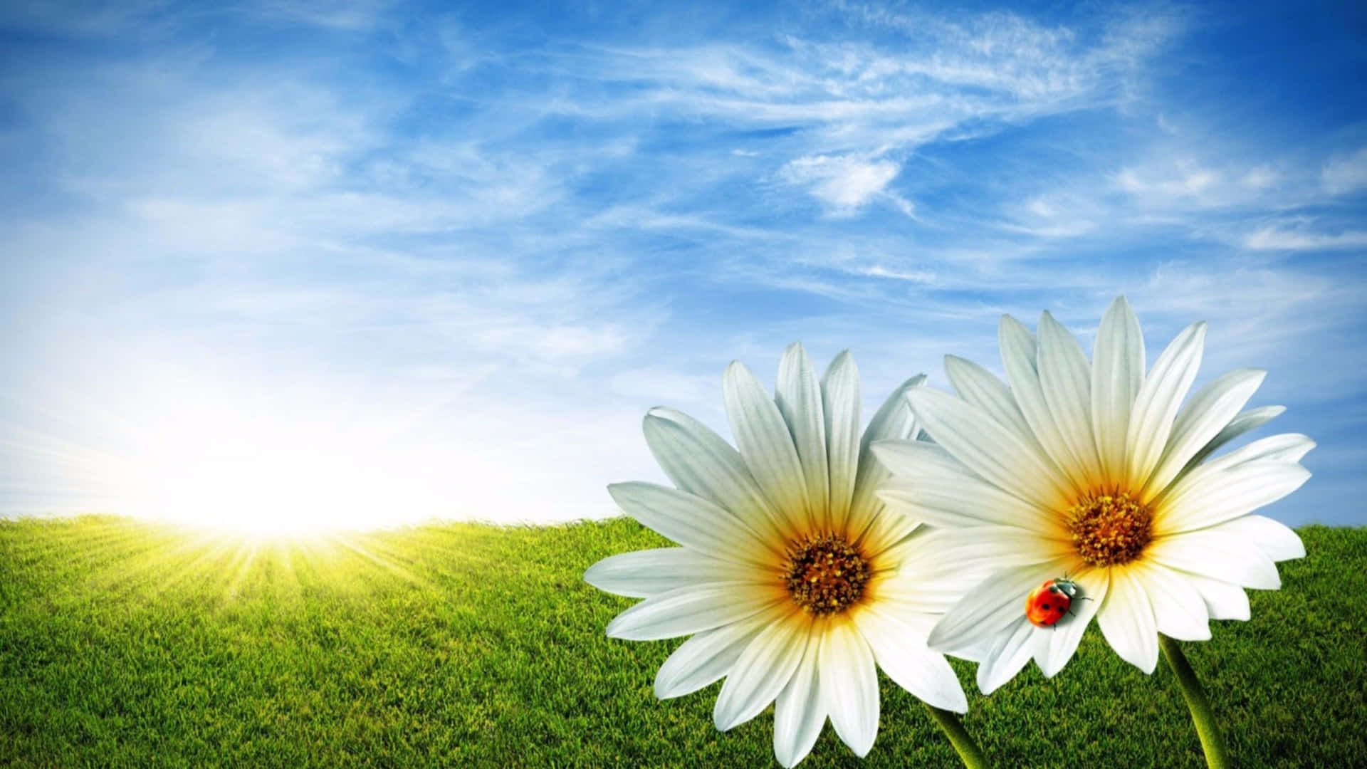 Summer Daisies Ladybug Sunrise4 K Ultra Wide Background