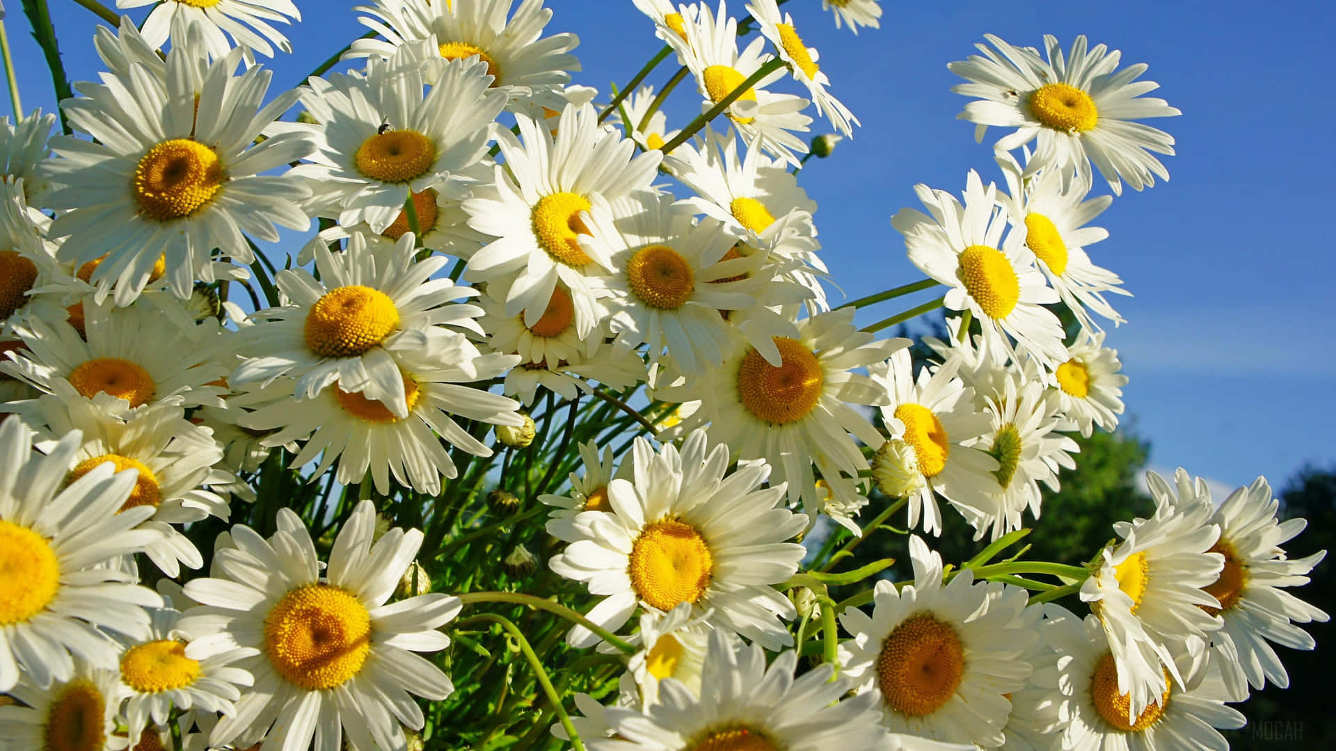 Summer Daisy Bloom4 K Ultra Wide Background