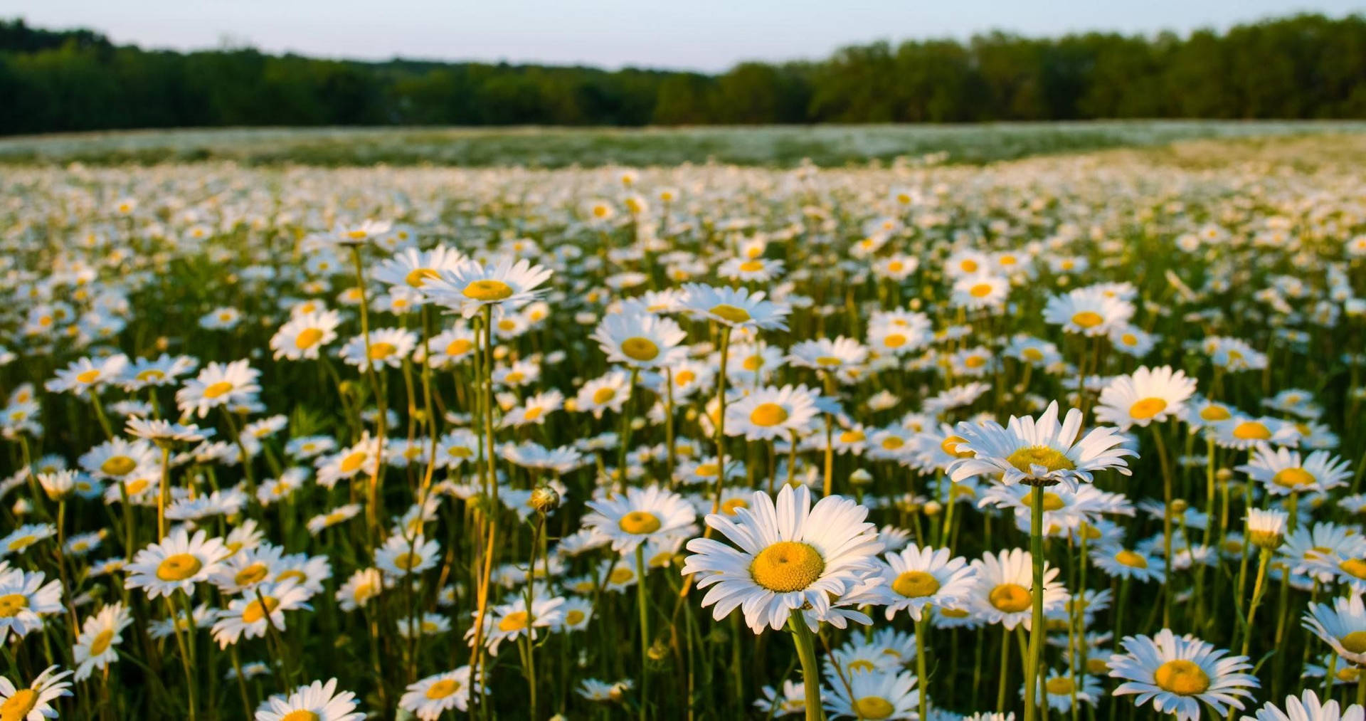 Summer Daisy Flower Field Background