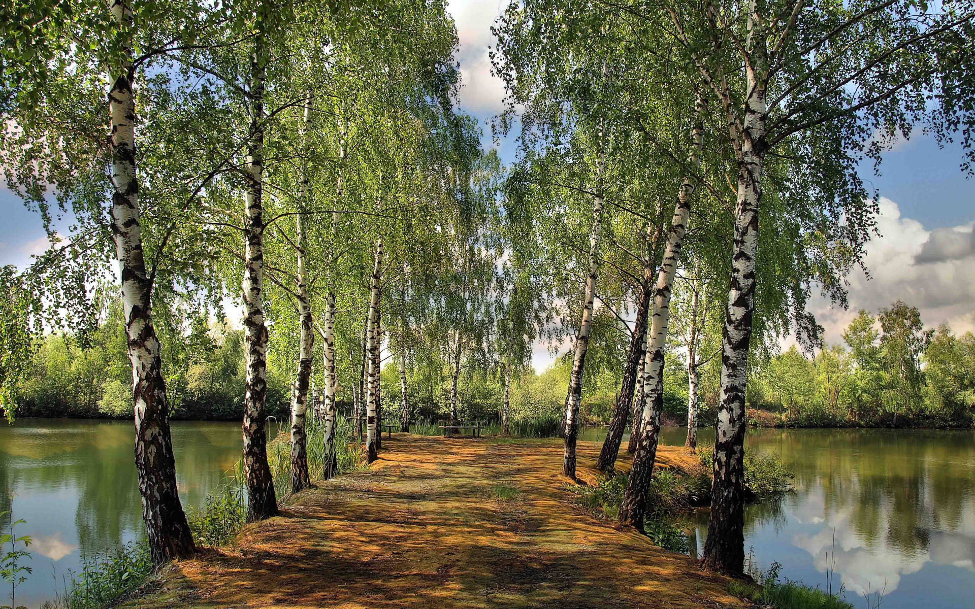 Summer Forest Lake Birch Tree Background