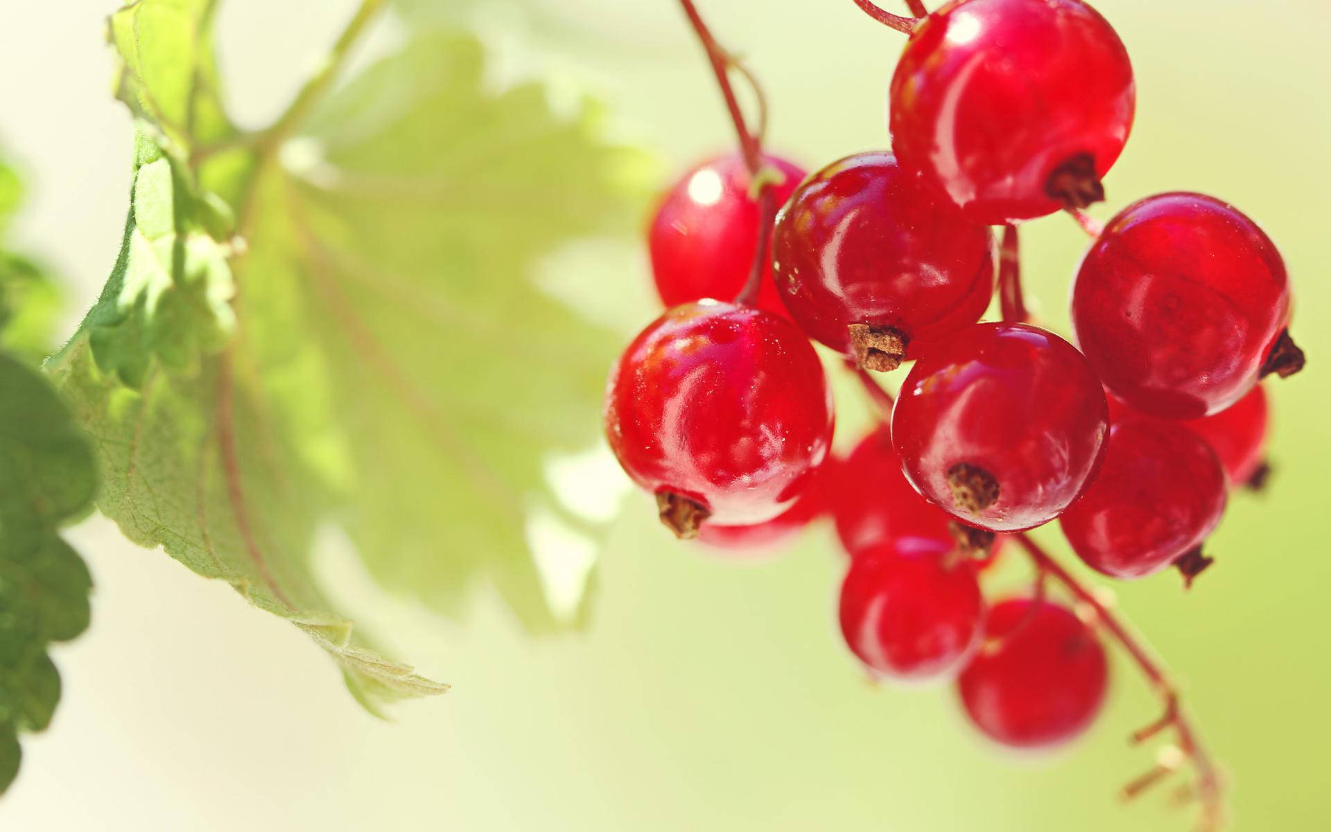 Summer Fruit Red Currant Green Leaves Background