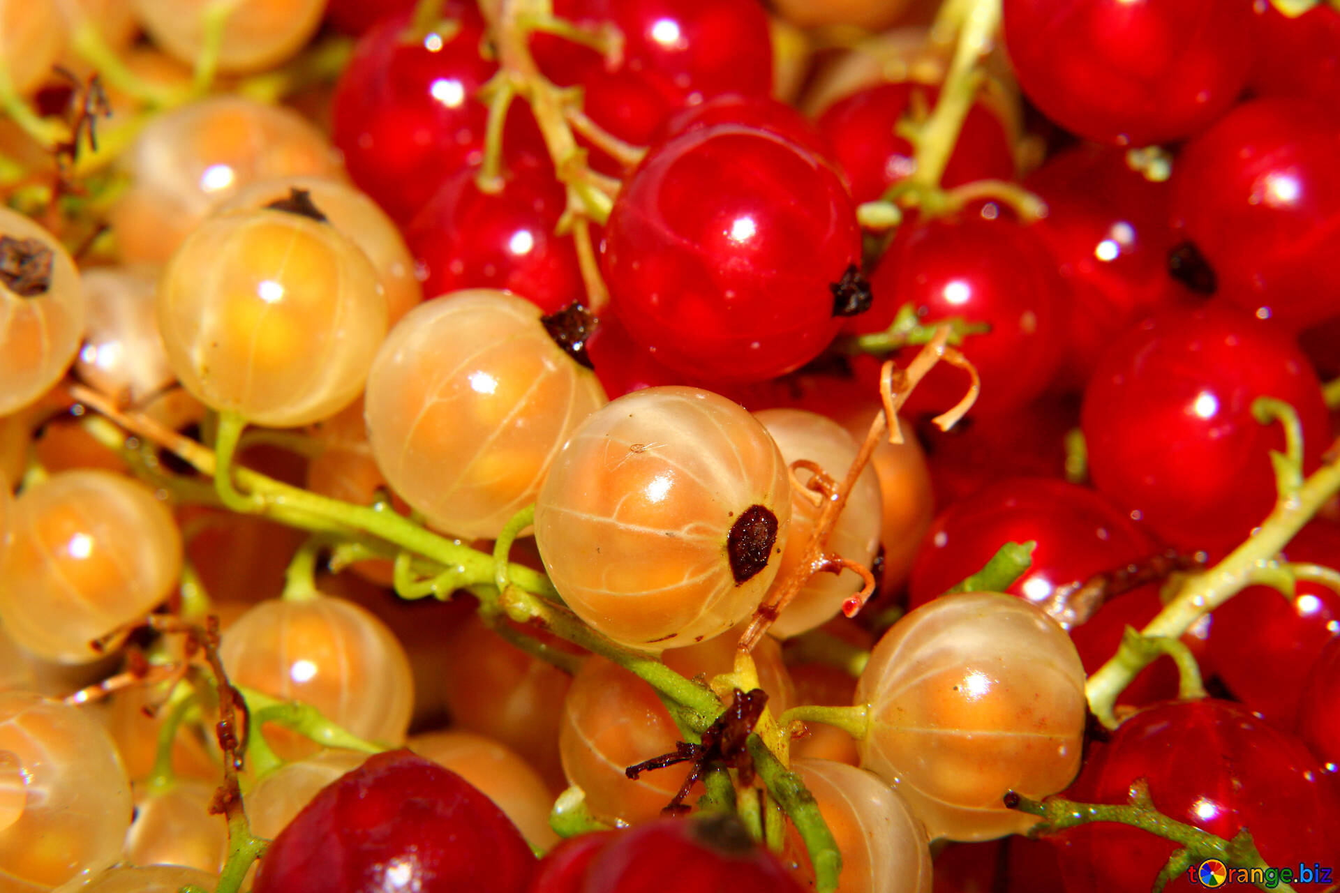 Summer Fruits - Red And White Currant