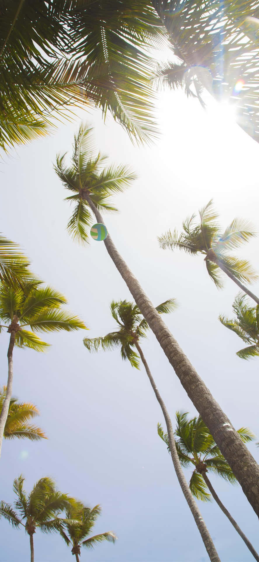 Summer Fun Coconut Trees