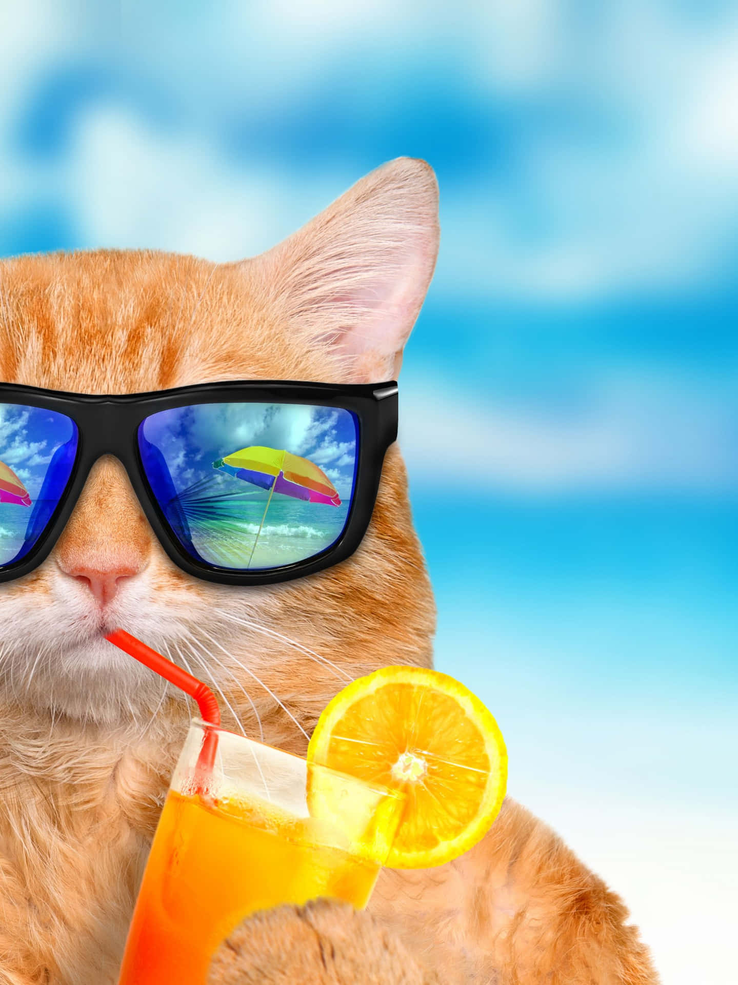 Summer Fun Cool Cat