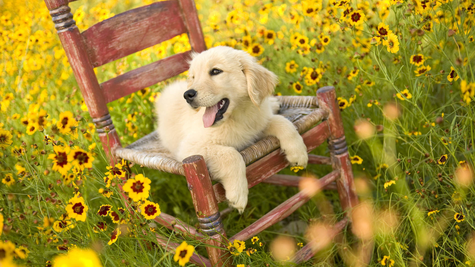 Summer Golden Retriever Puppy Background