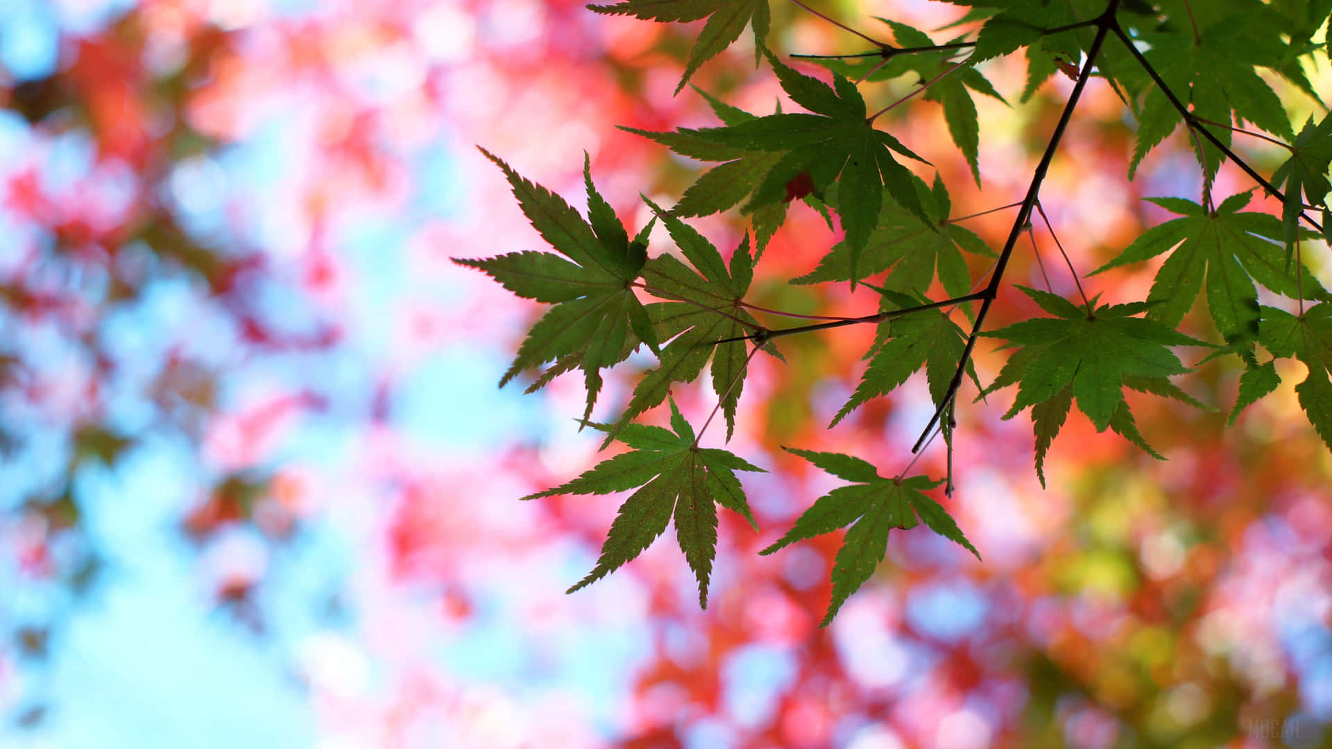 Summer_ Green_and_ Autumn_ Red_ Leaves_4 K_ Ultra_ Wide.jpg Background