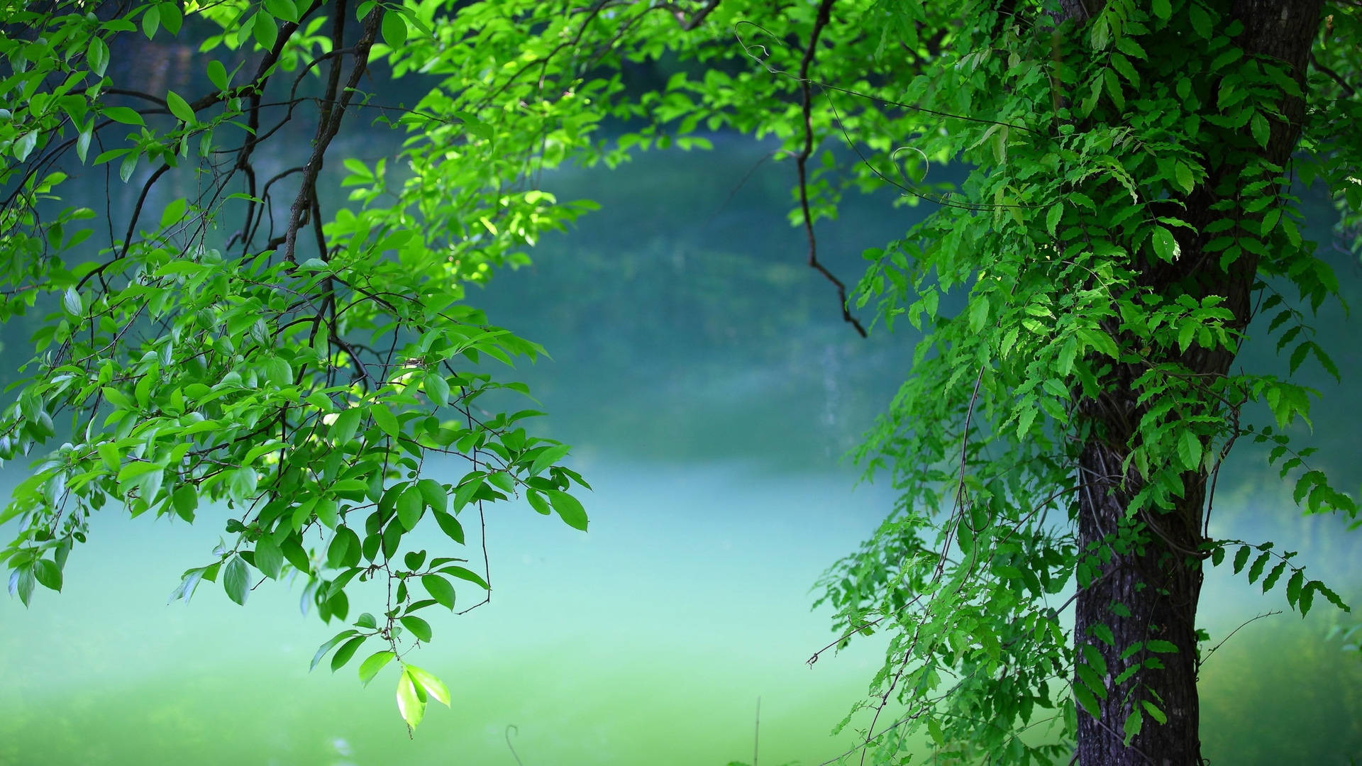 Summer Green Tree Laptop Background