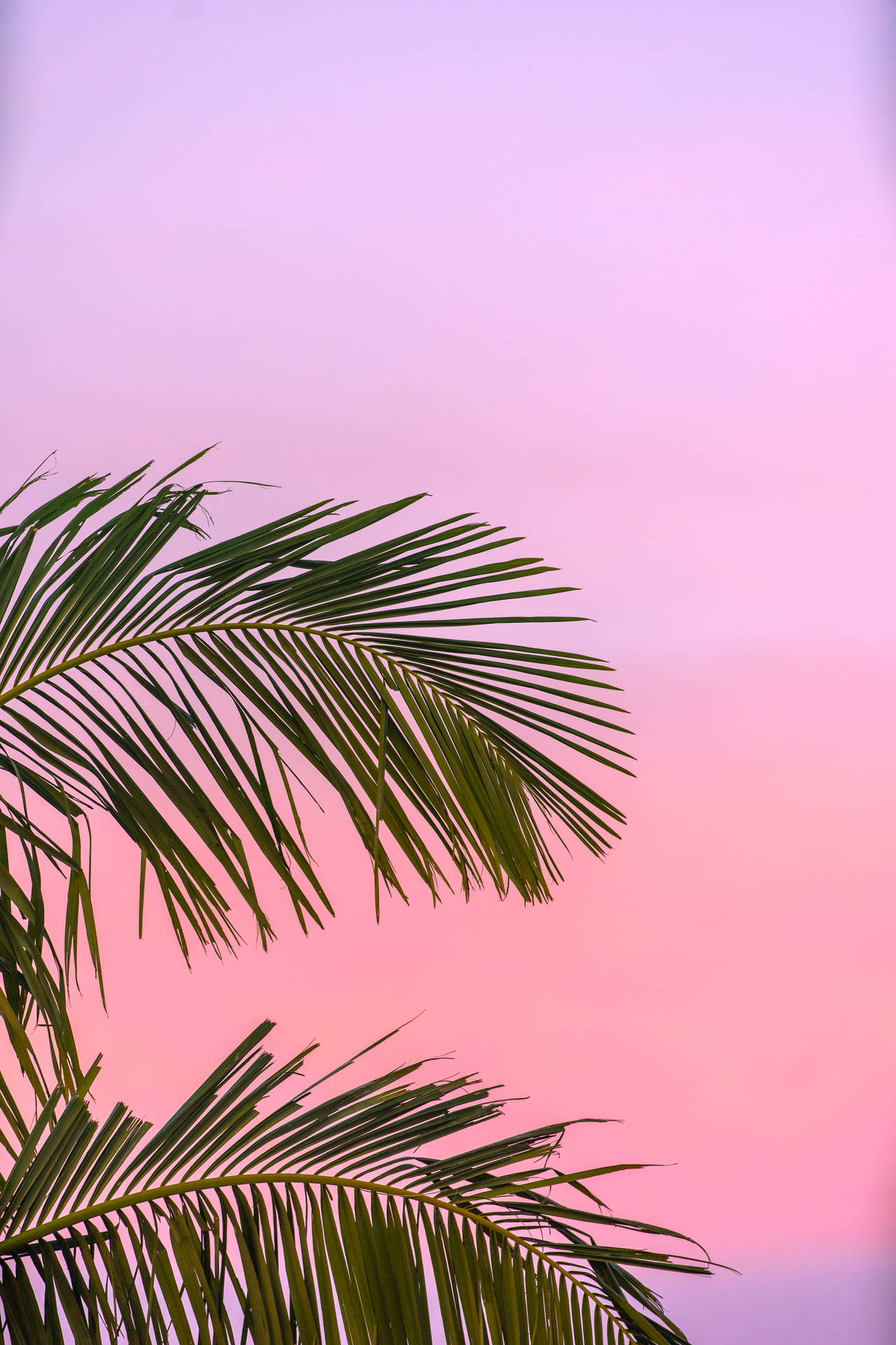 Summer Palm Tree Laptop Background