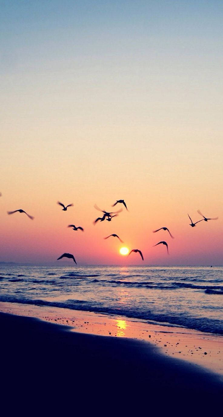 Summer Phone Birds On Ocean Sunset Background