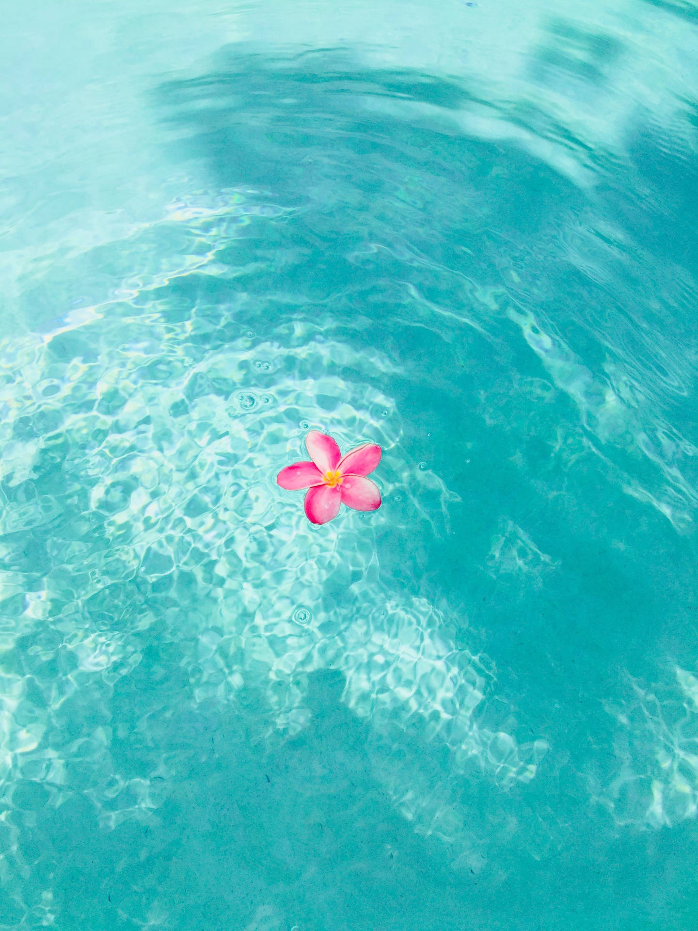 Summer Phone Pink Flower On Pool Background