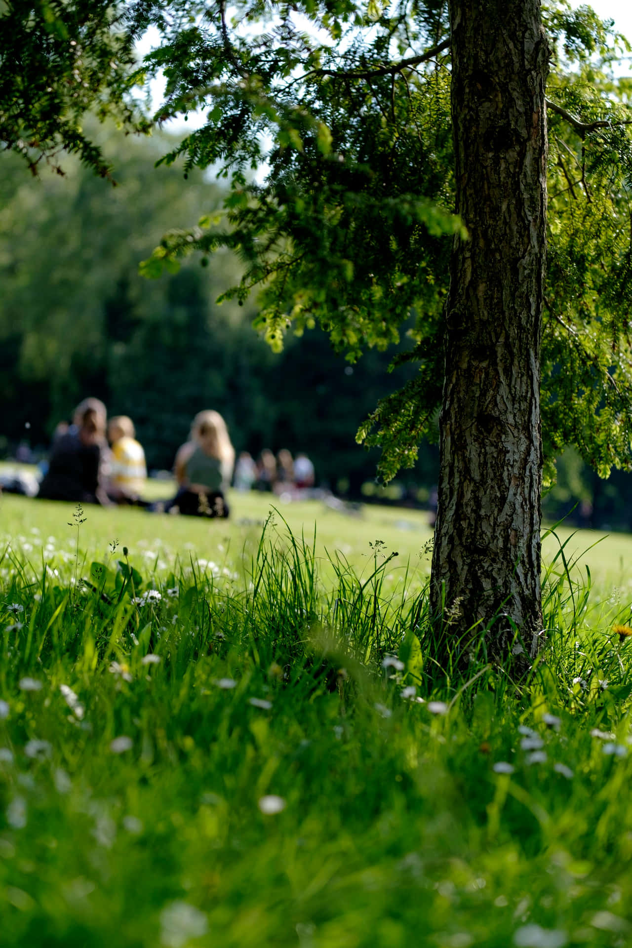 Summer_ Picnic_ Park_ Scene.jpg Background