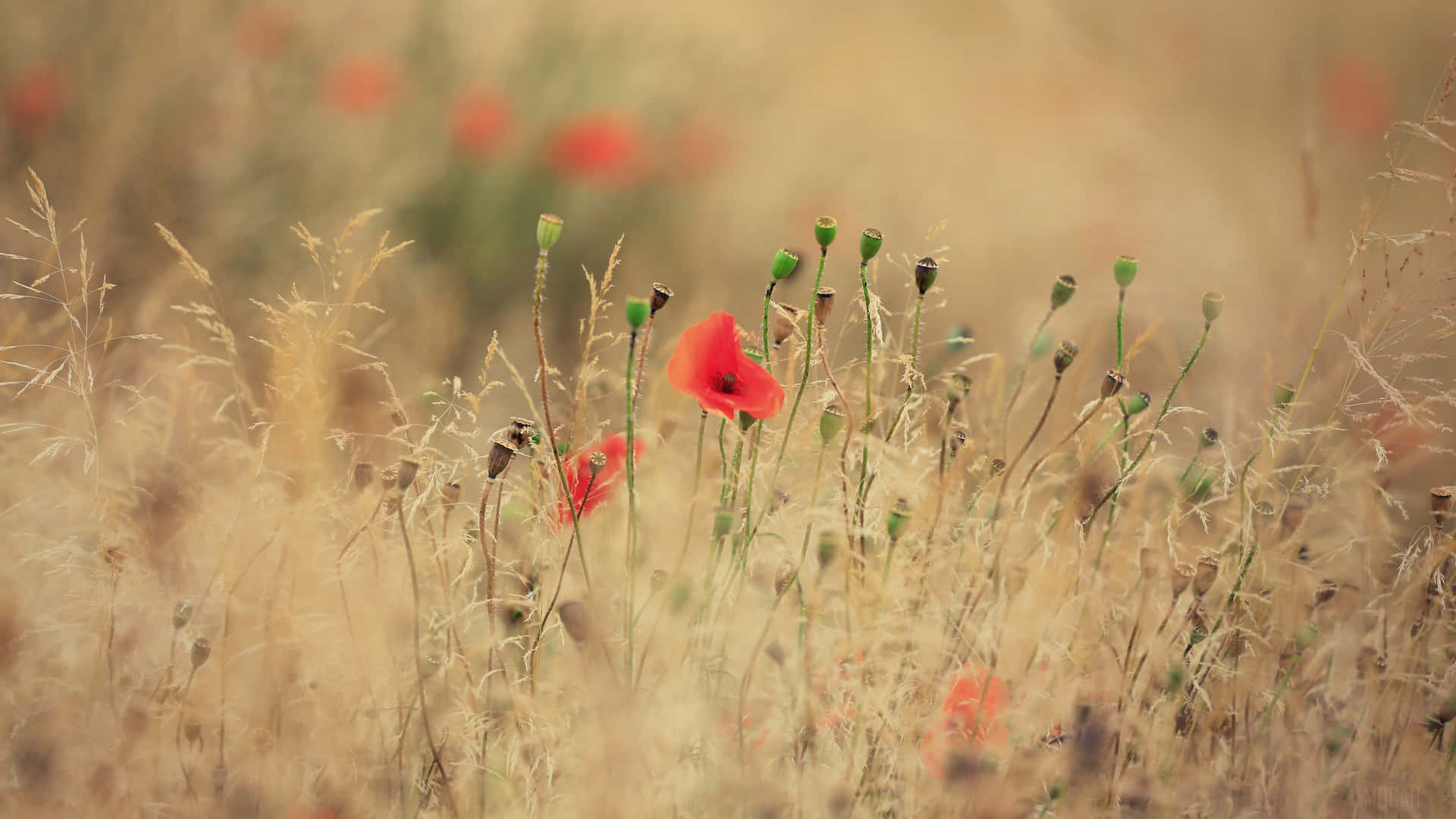 Summer_ Poppies_in_ Golden_ Field_4k_ Ultra_ Wide.jpg Background