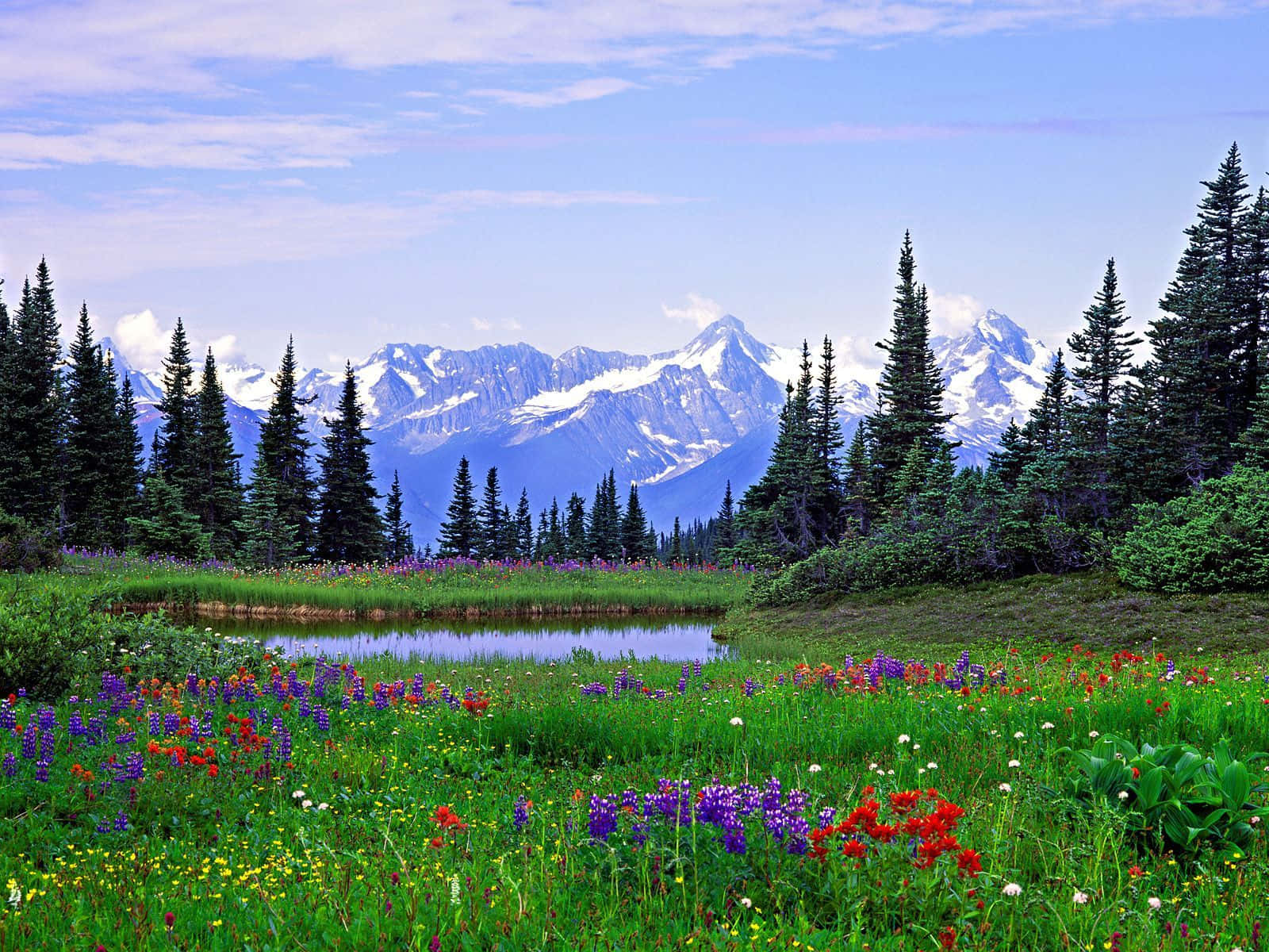 Summer Rocky Mountains Landscape Flowers Background