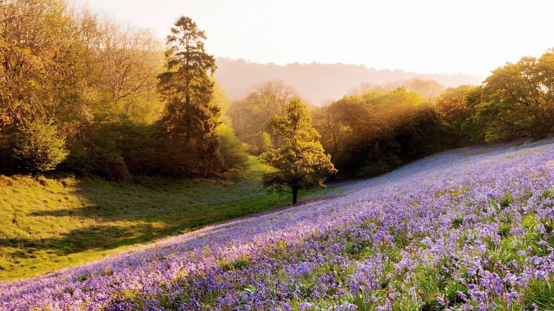 Summer Season Lavender Fields Background