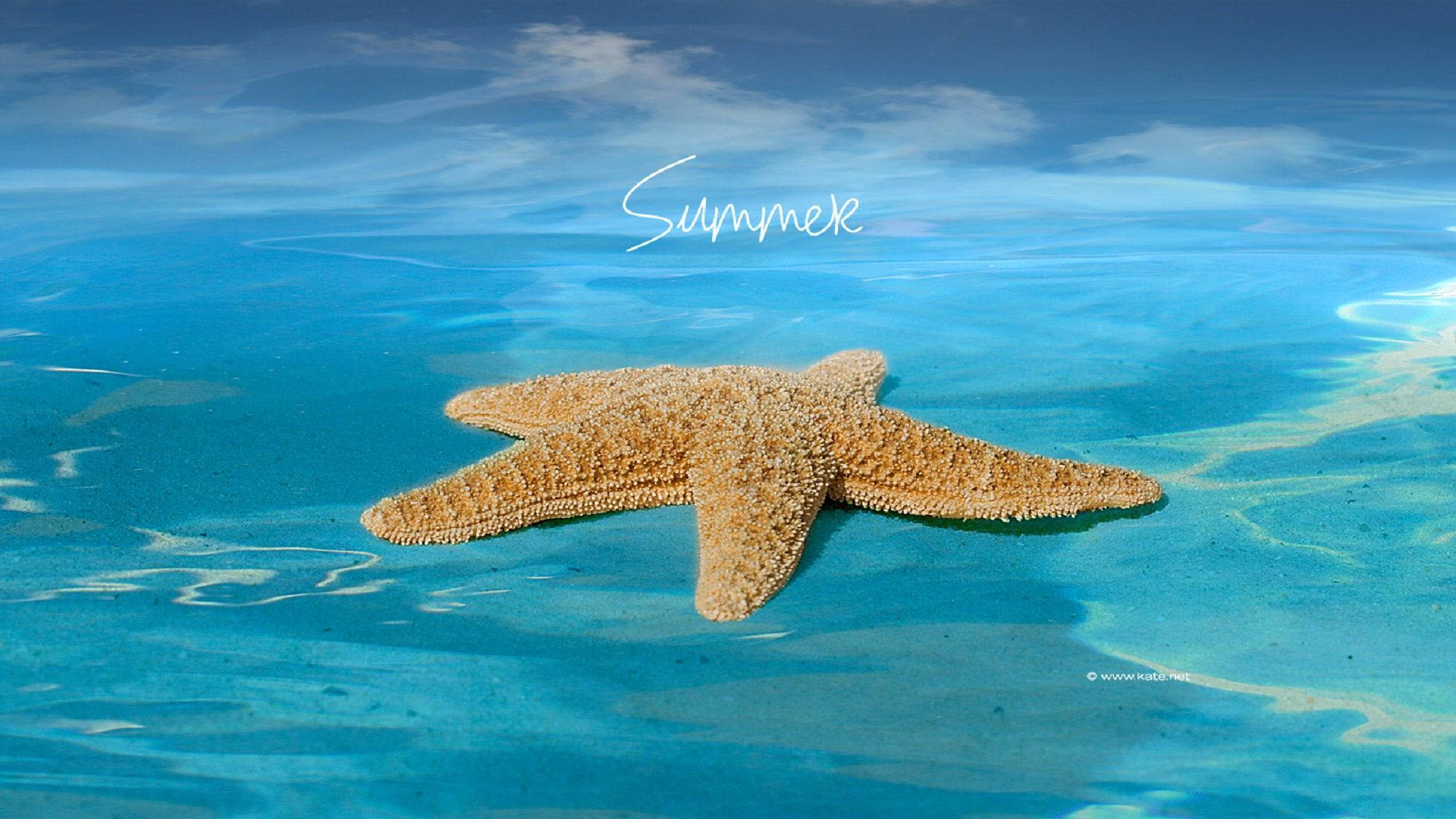 Summer Season Starfish Background