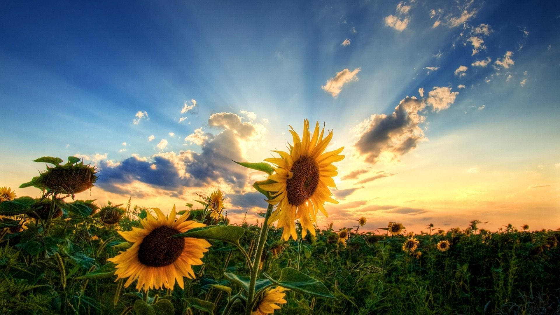 Summer Season Sunflower Field