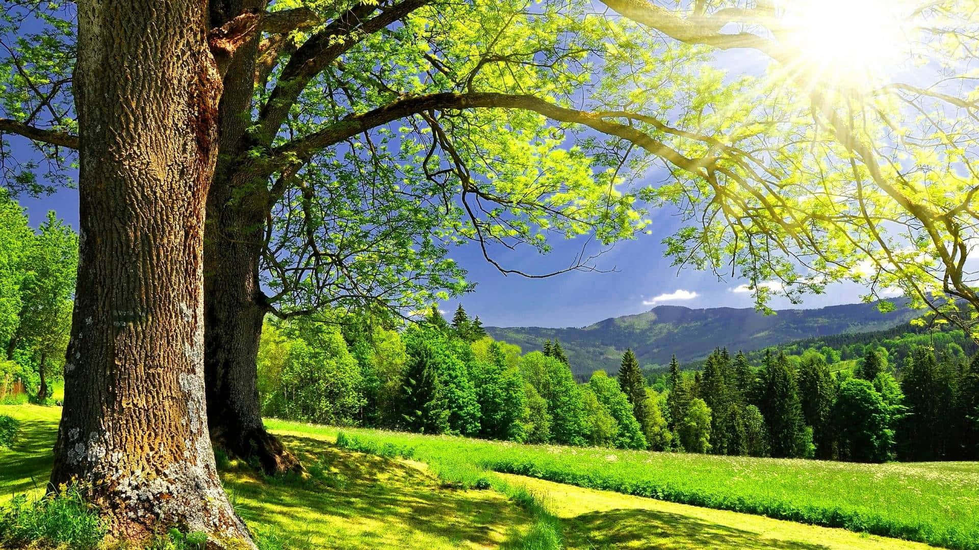 Summer Season Sunny Green Nature Background