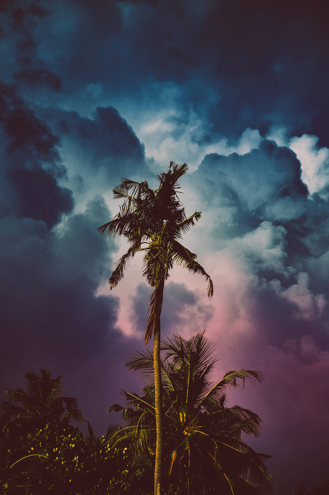 Summer Storm And Coconut Tree Background