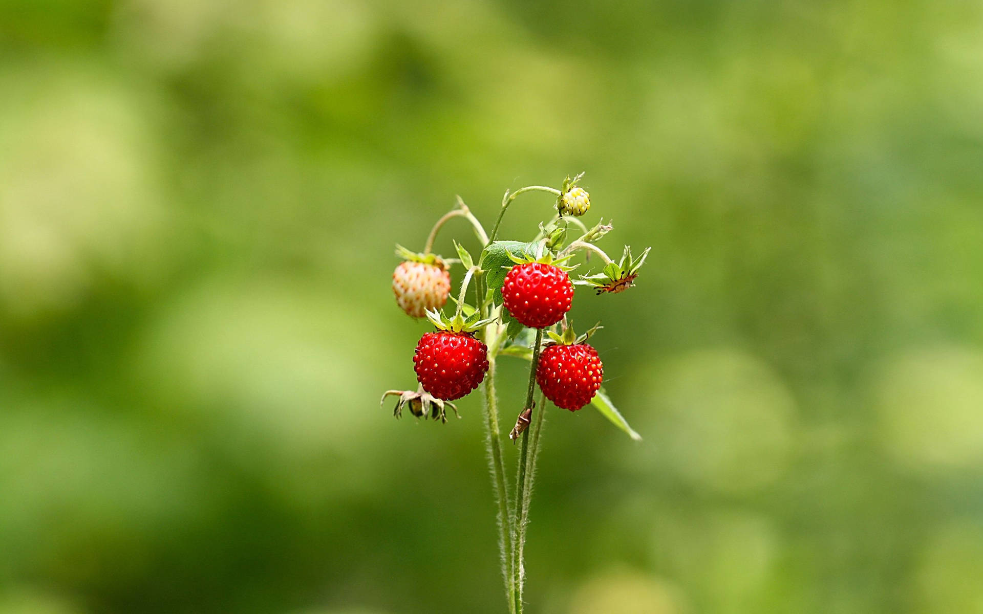 Summer Strawberries Green Background