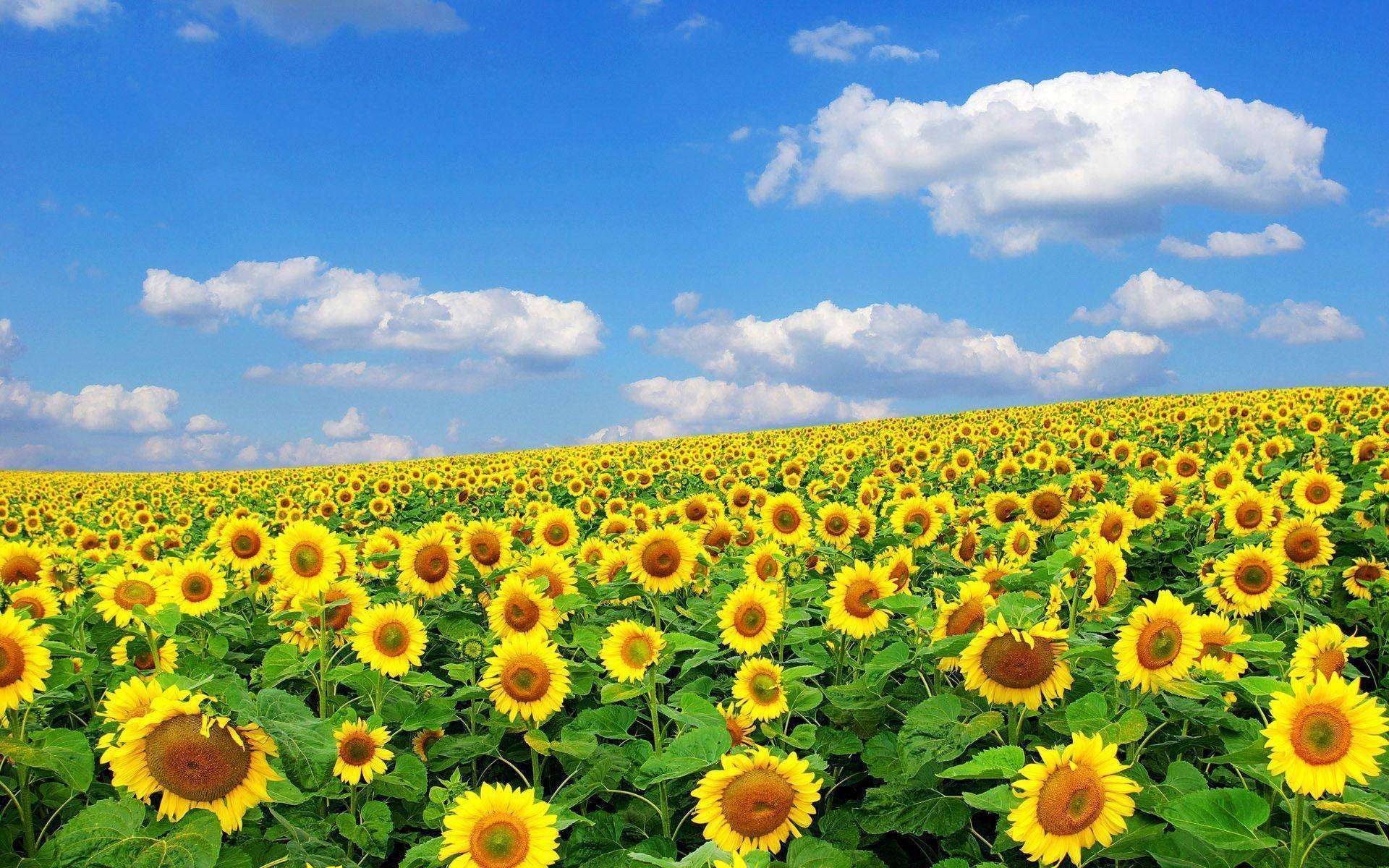 Summer Sunflower Field Background