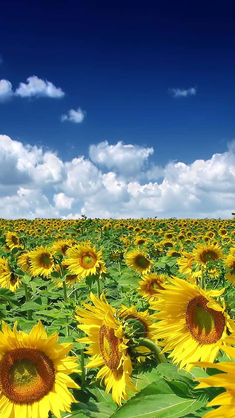 Summer Time Iphone With A Sunflower Field Background