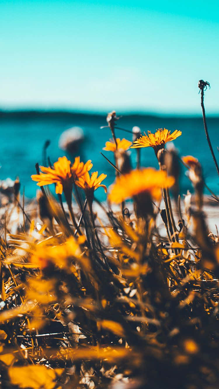 Summer Time Iphone With Yellow Flowers Background