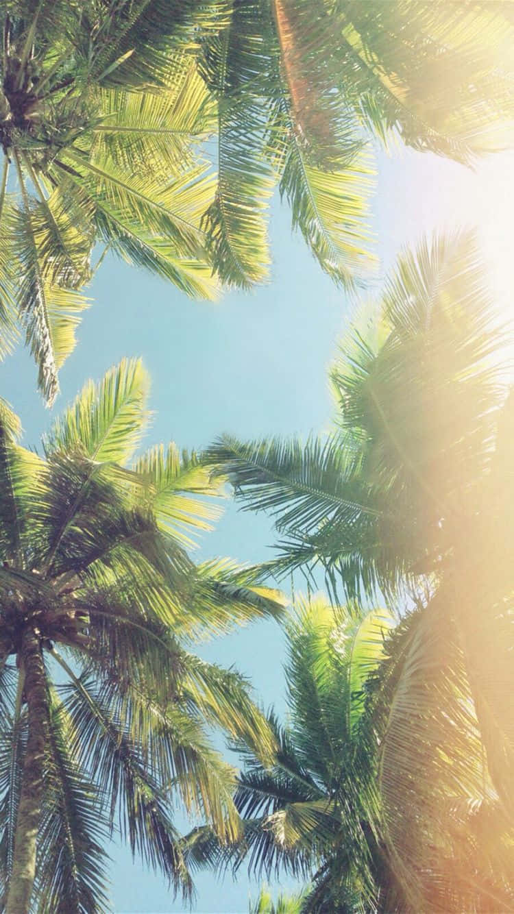 Summer Vibes Palm Tree Iphone