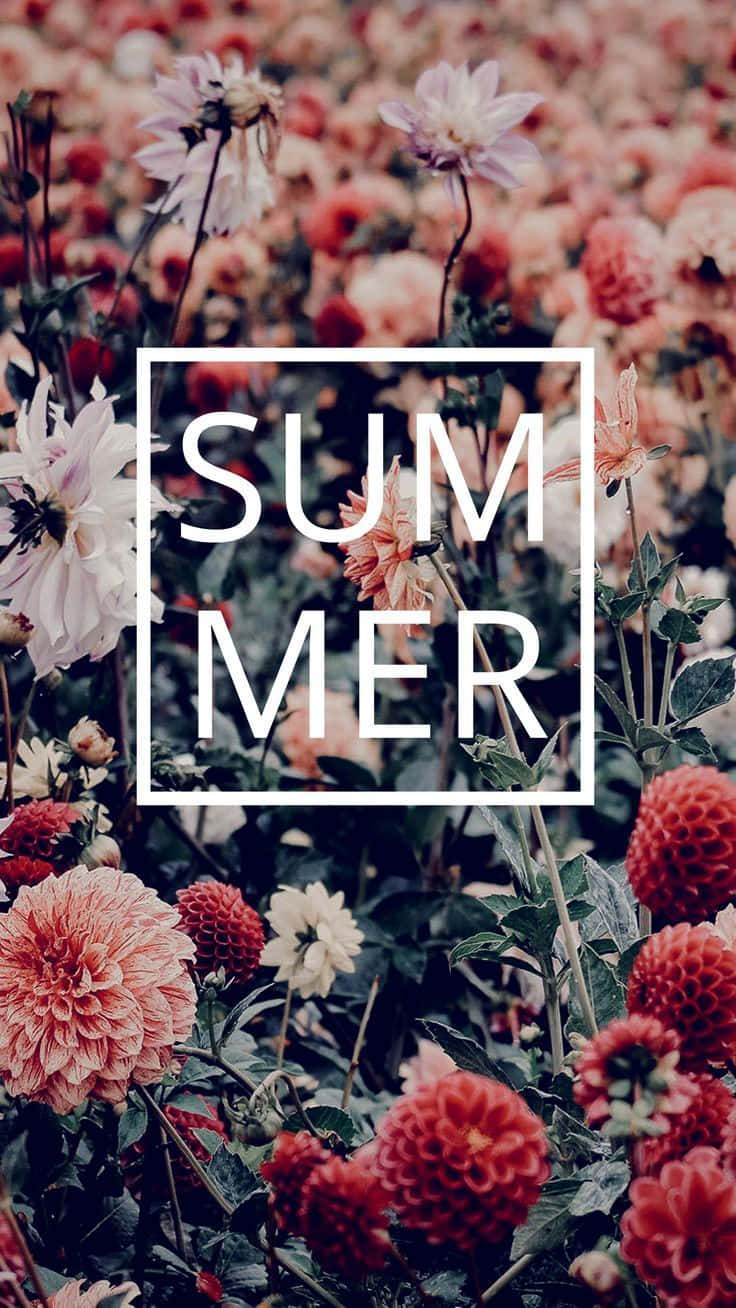 Summer Wallpapers For Your Phone Background