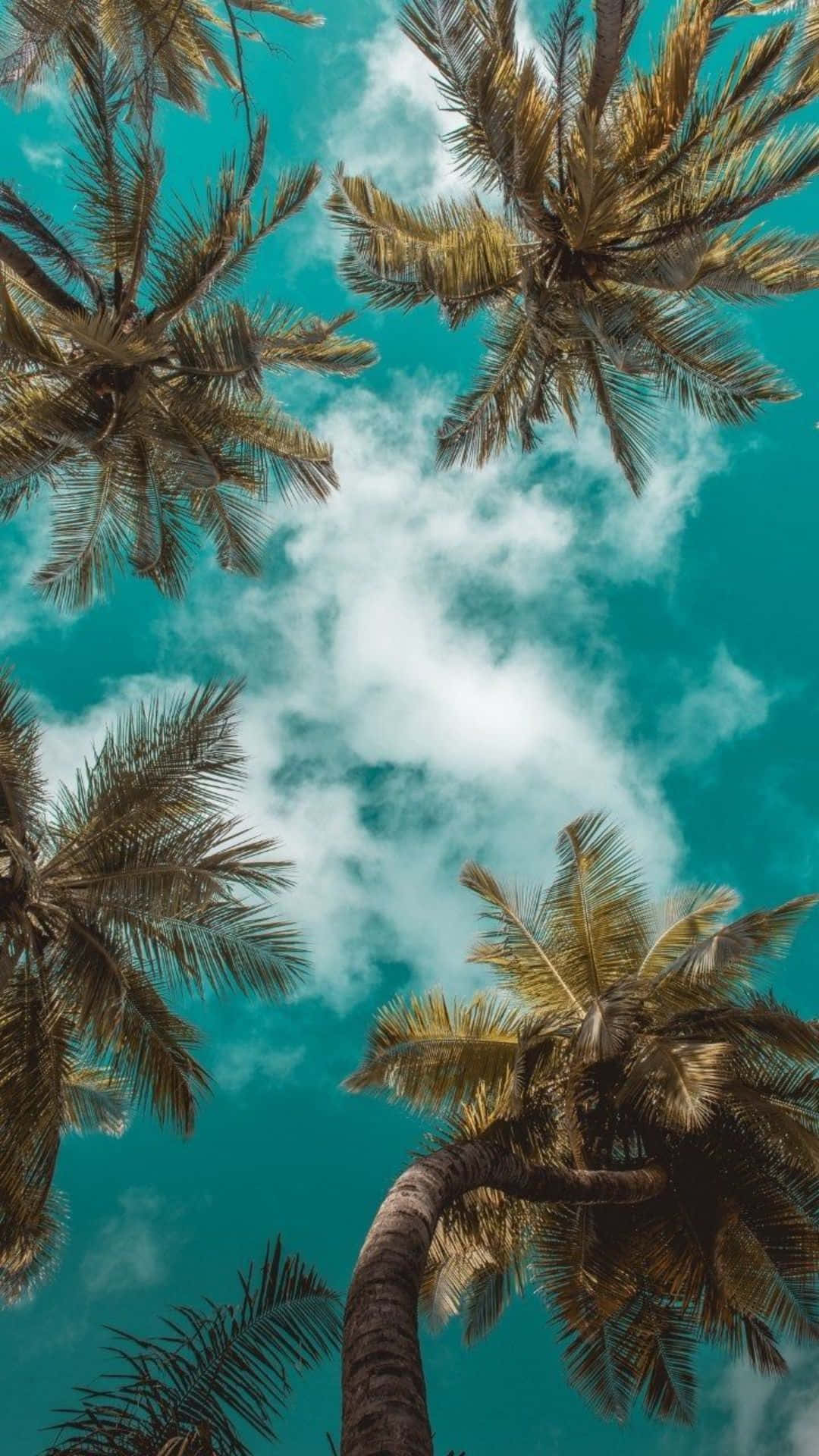 Summertime Pine Trees Background
