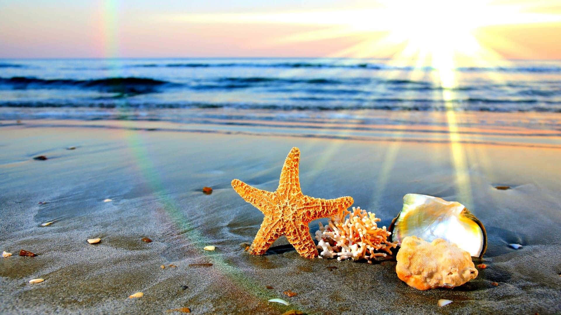 Summertime Sea Creatures Background
