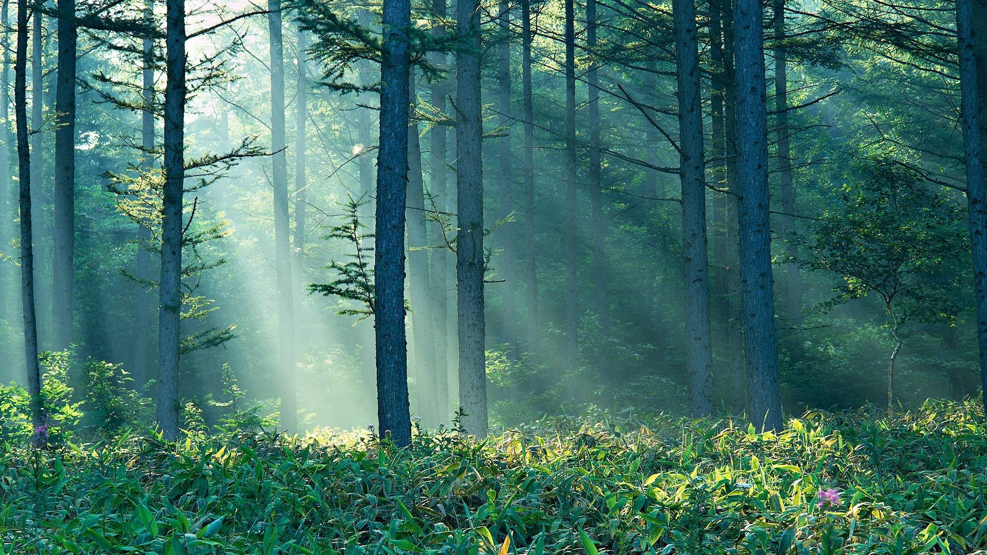 Sun Beams In An Enchanted Forest Background