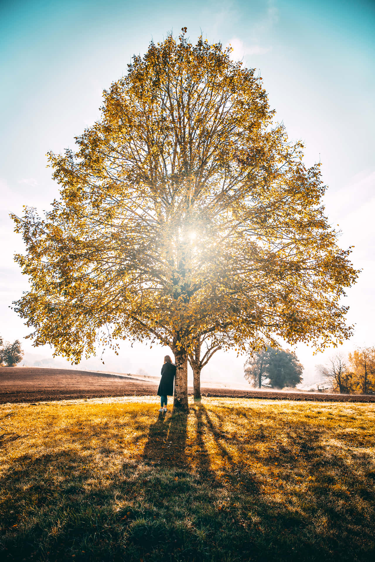 Sun Behind Tree Of Life Background