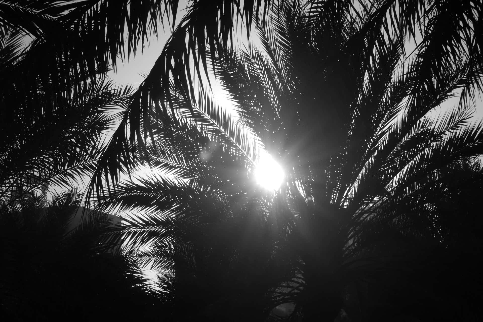 Sun Between Black And White Palm Trees Background