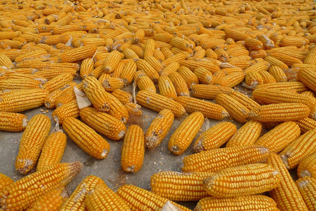 Sun Dried Corns On Ground Background