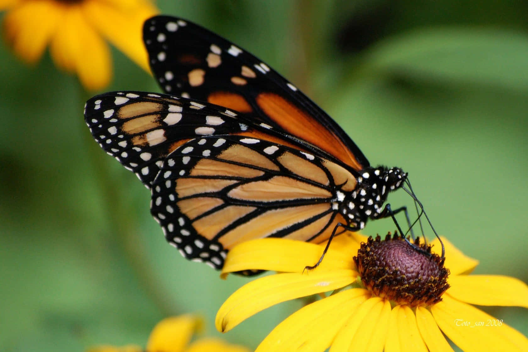 Sun Flowers And Butterflies Background