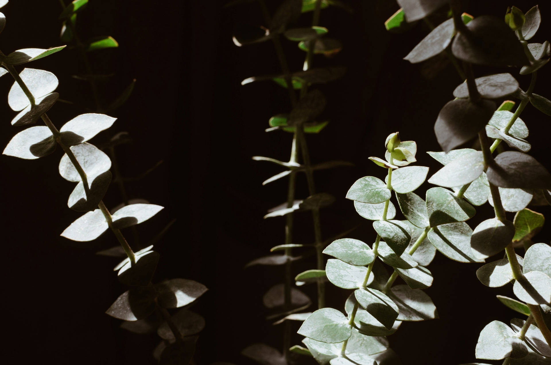 Sun Kissed Eucalyptus Background