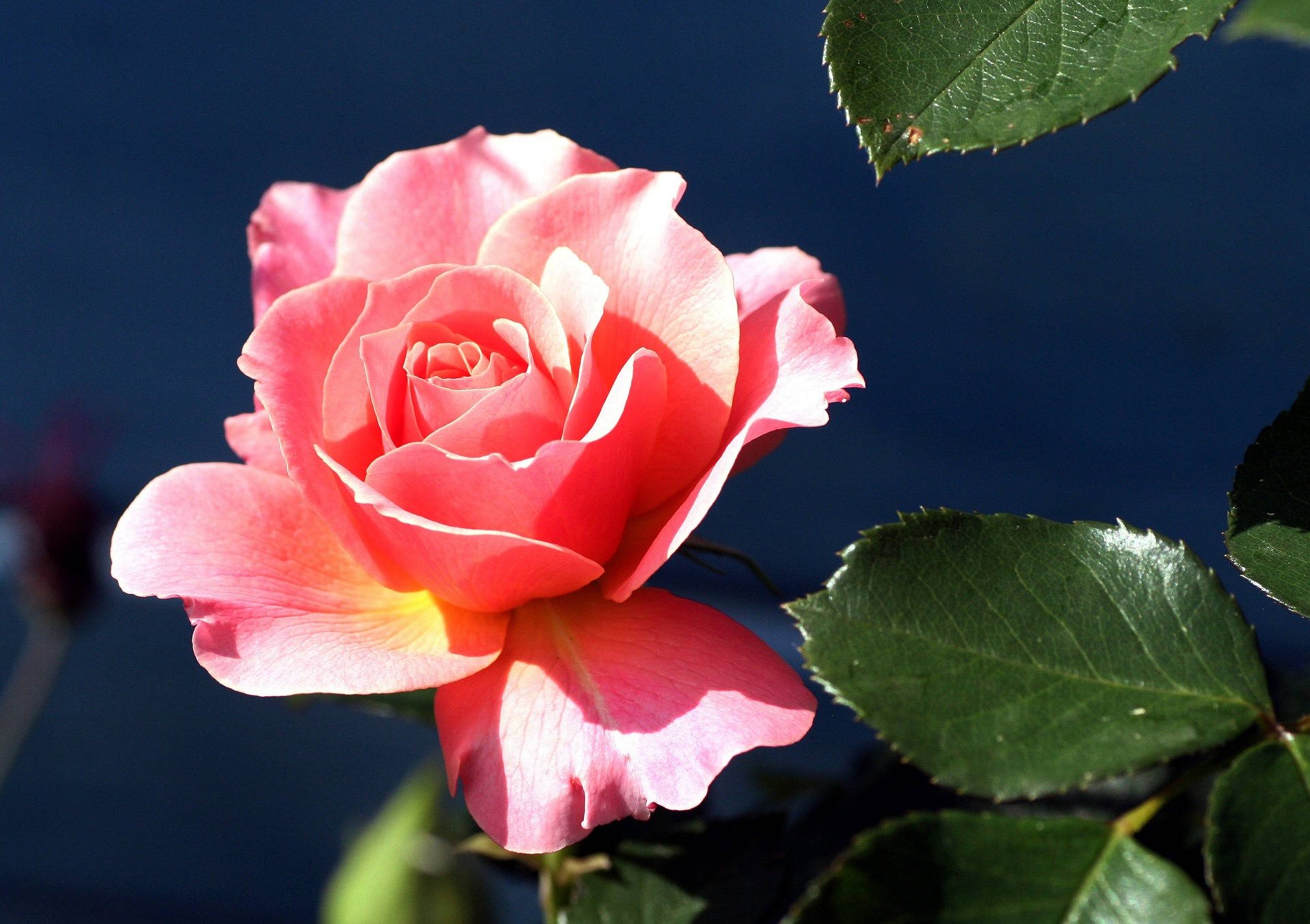 Sun-kissed Pink Beautiful Rose Hd Background