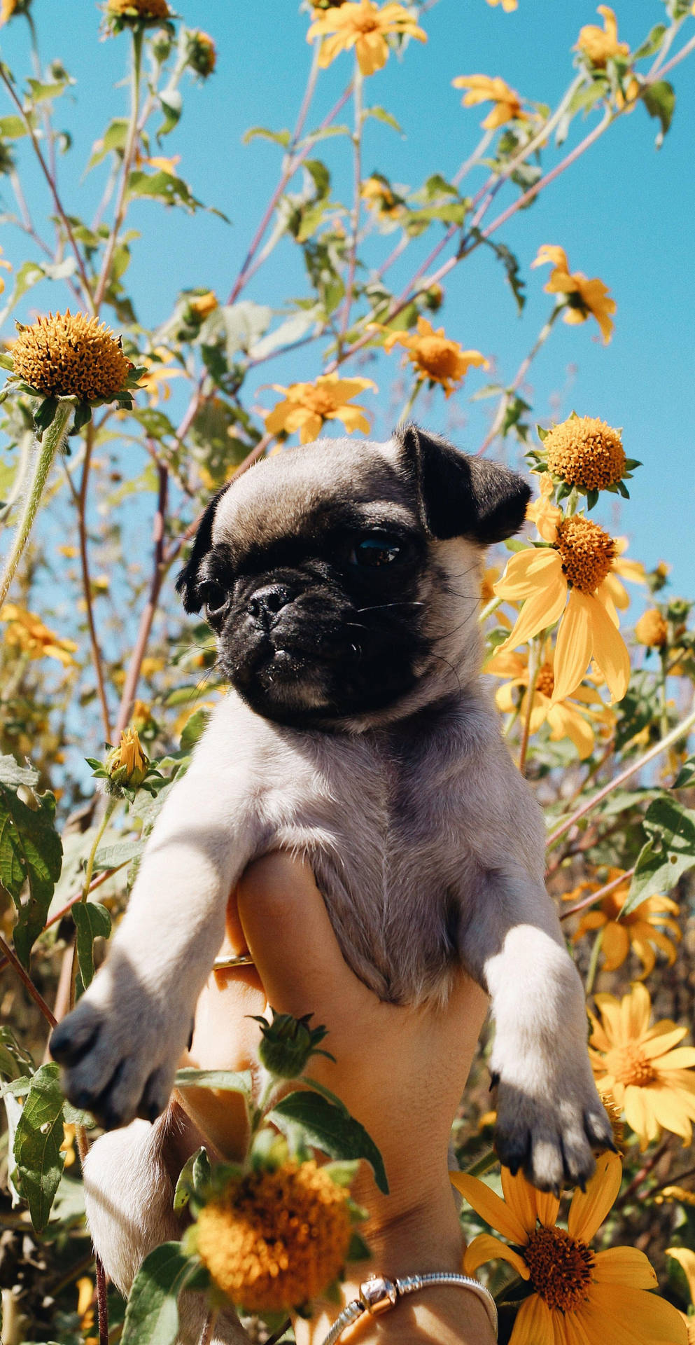 Sun-loving Cutie -a Pug Pup And His Sunflowers Background