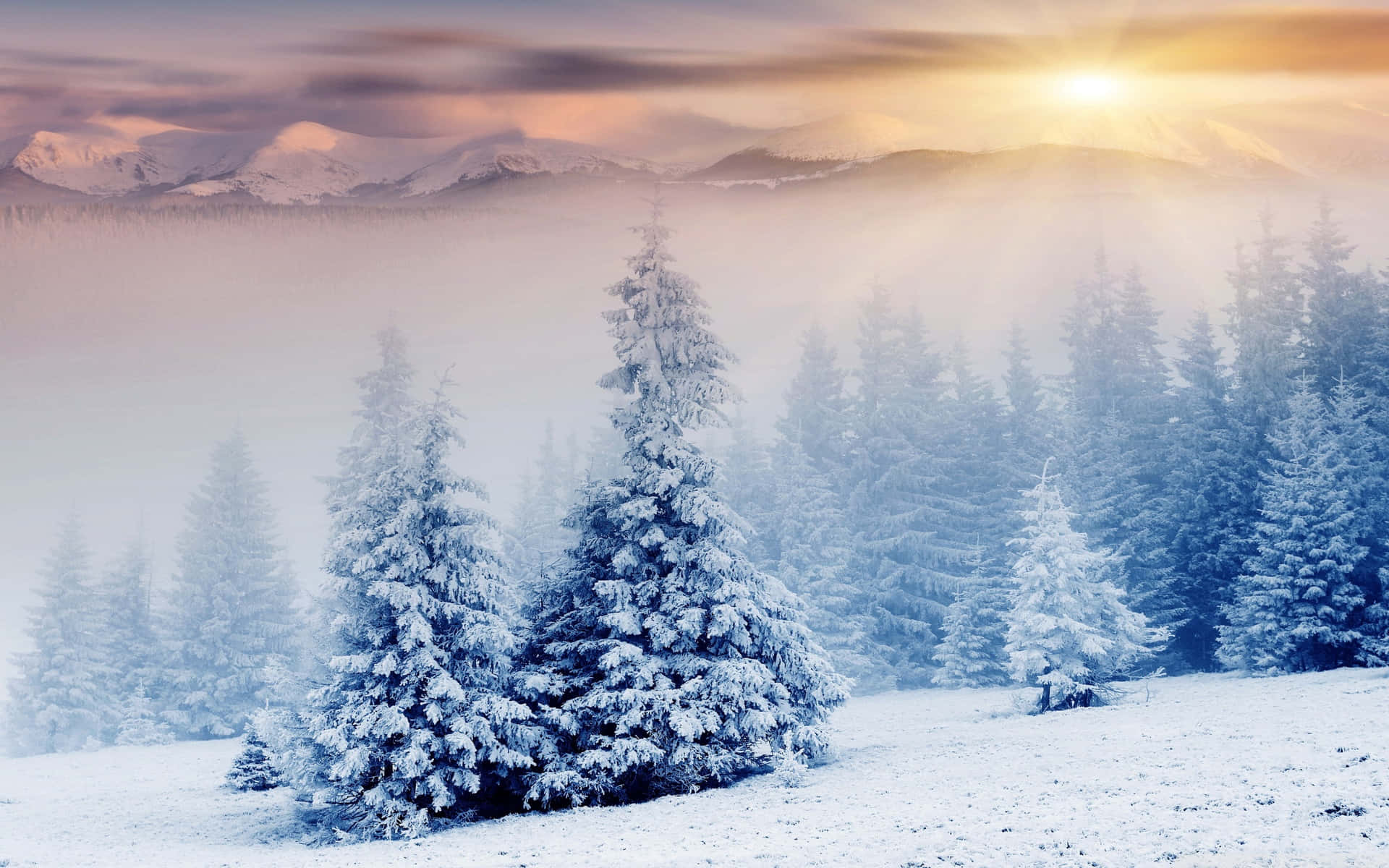 Sun Peeking Winter Wonderland Desktop Background