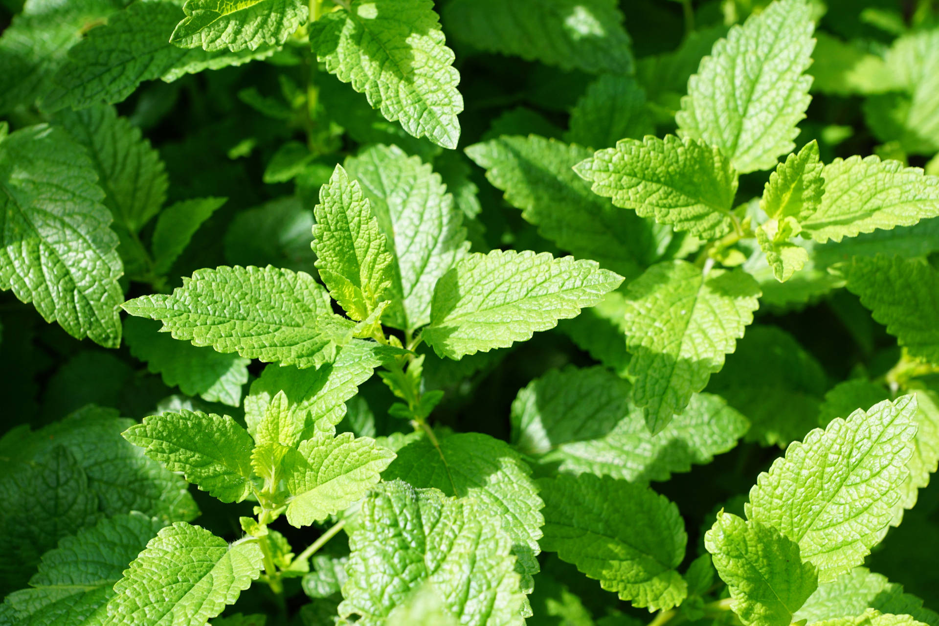 Sun Ray Mint Plant