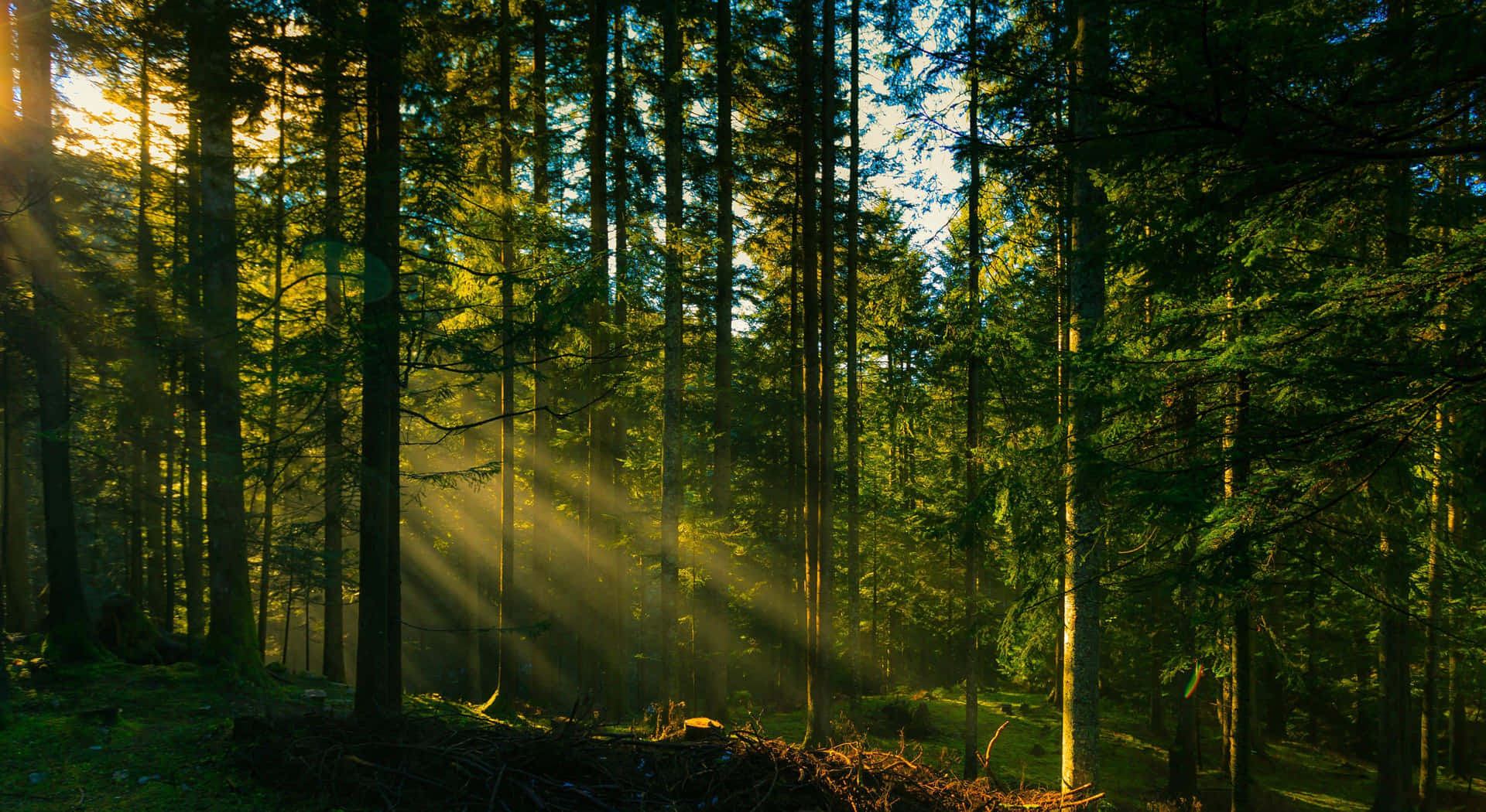 Sun Rays From Forest Desktop Background