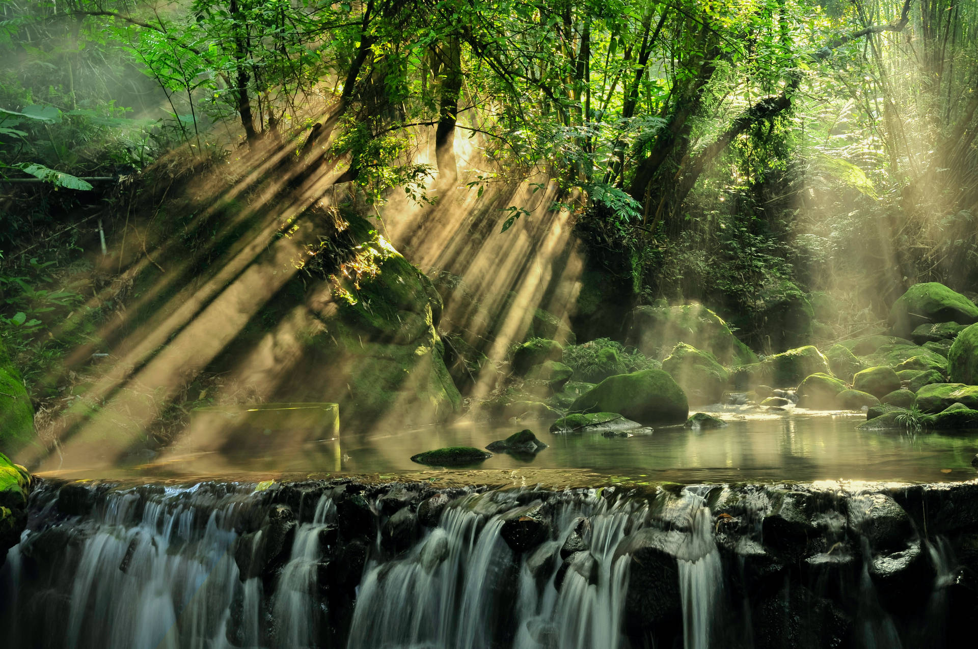 Sun Rays In Rainforest Background